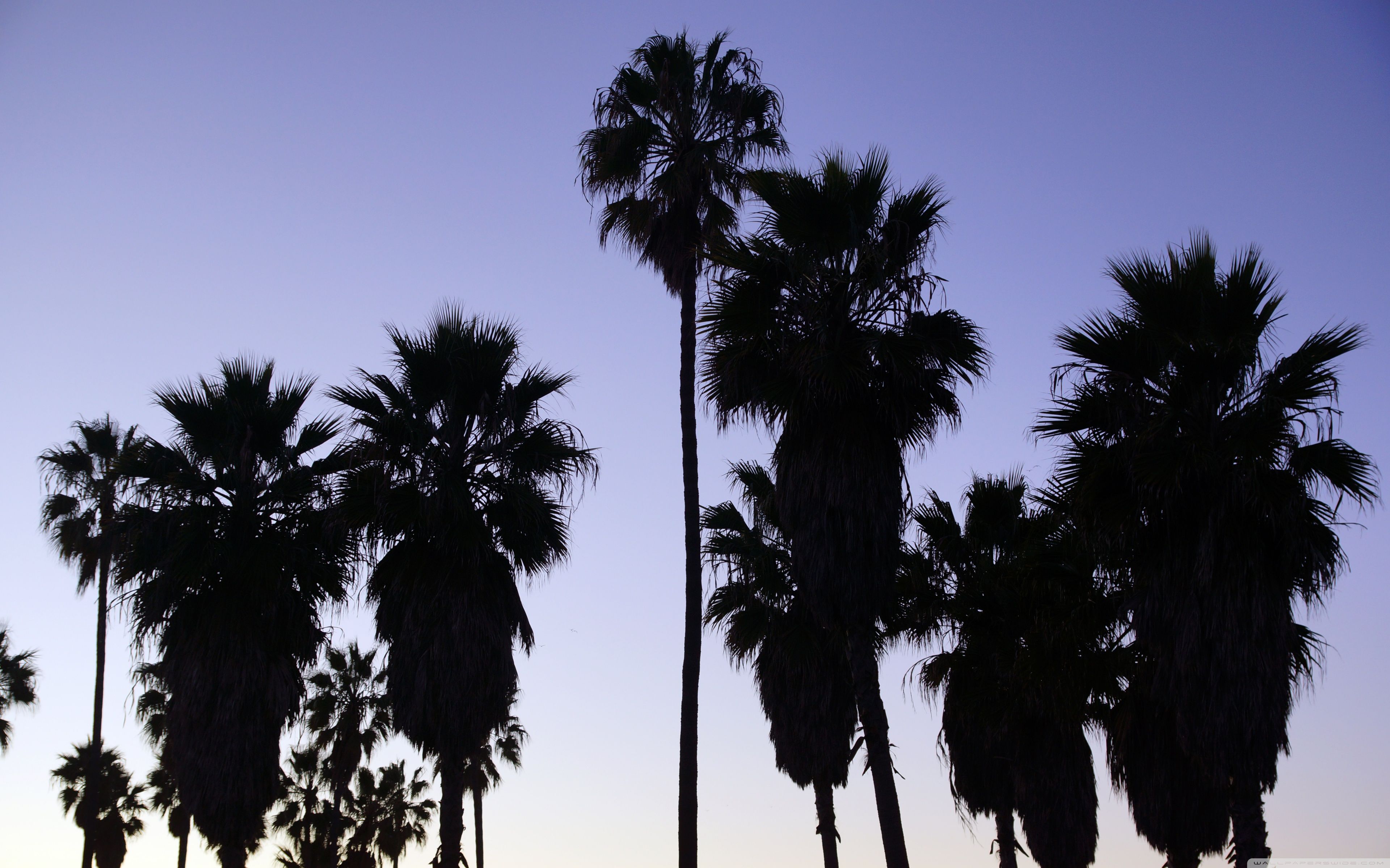گوشه ای از درختان کوکوس نخل در لس آنجلس ایالات کالیفرنیا