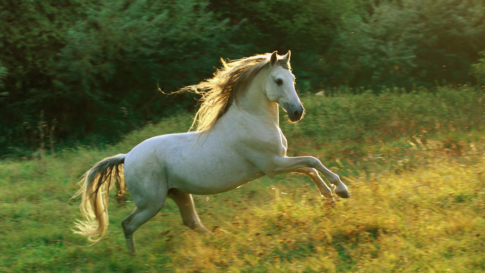 تصویر مخصوص چاپ پوستر از اسب تک تاز سپید رنگ با یال های قشنگ