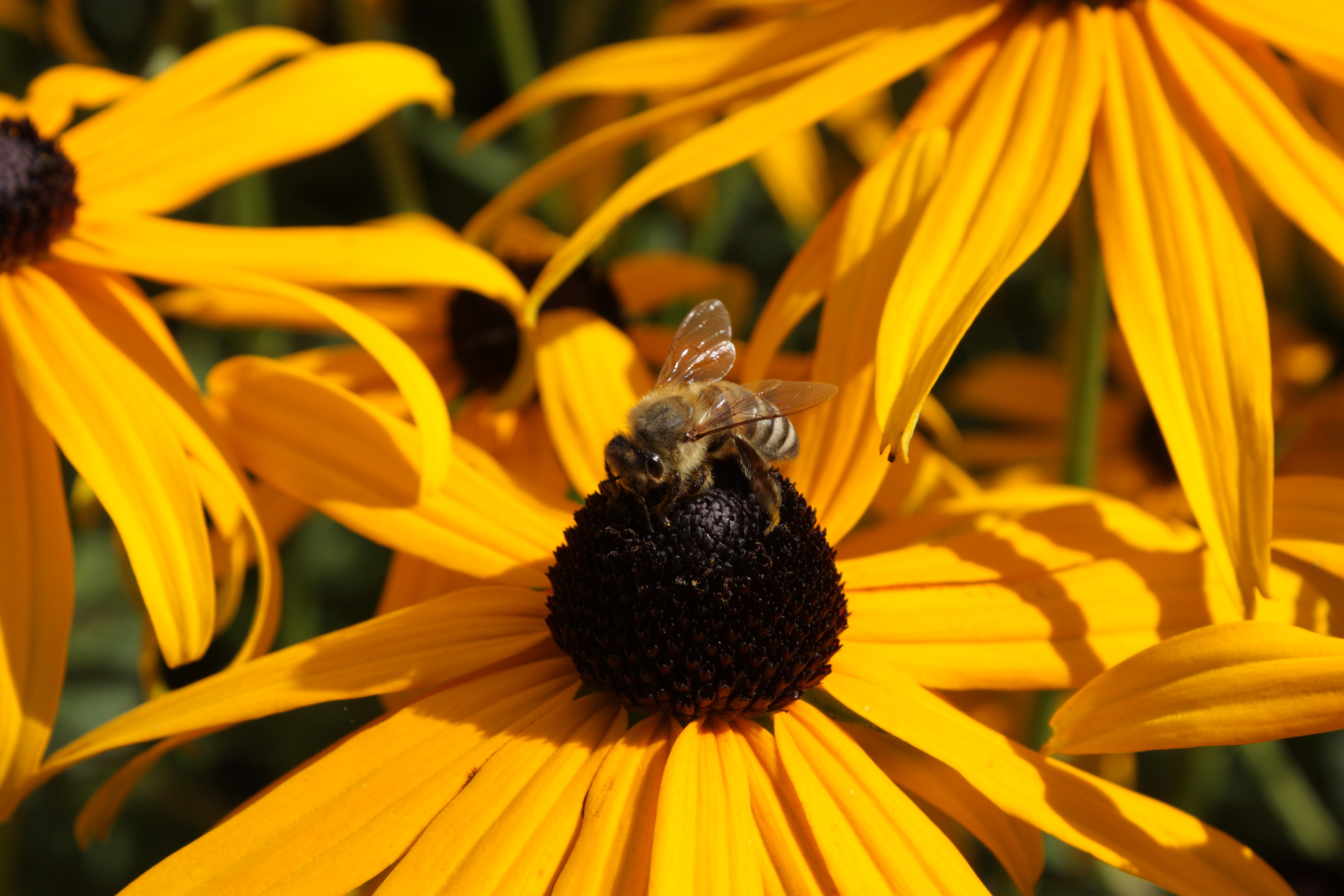 پست ملیح و مطبوع از گل های طلایی رنگ آفتابگردان و زنبور