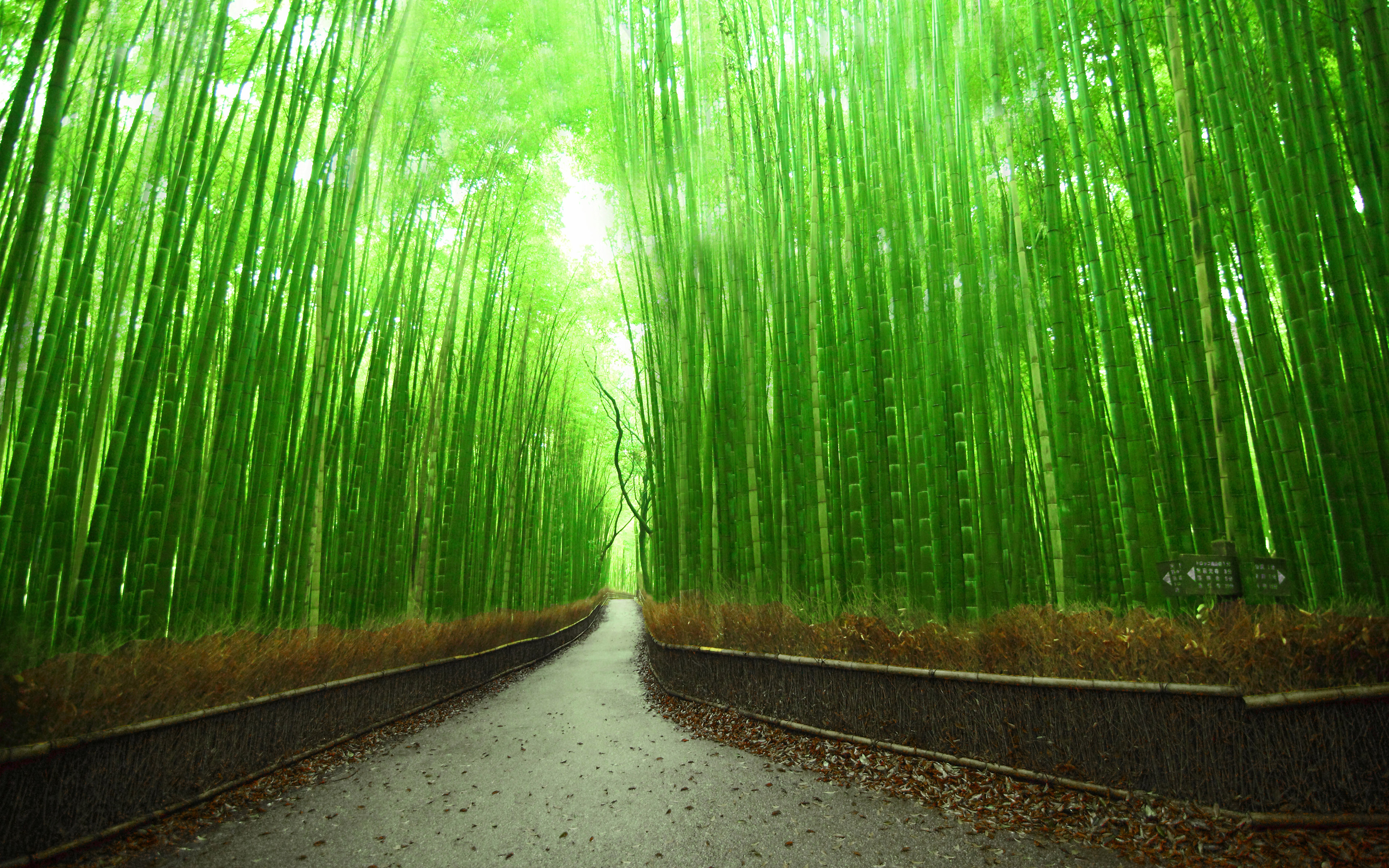 دانلود عکس رایگان جنگل بسیار زیبای بامبو در کشور چین 