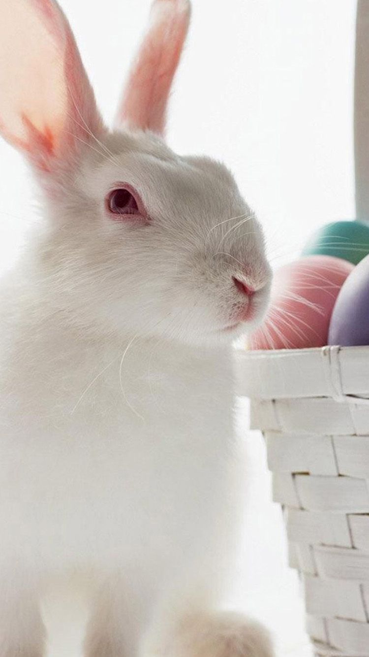 عکس پس زمینه از خرگوش سفید عید در کنار سبد تخم مرغ رنگی