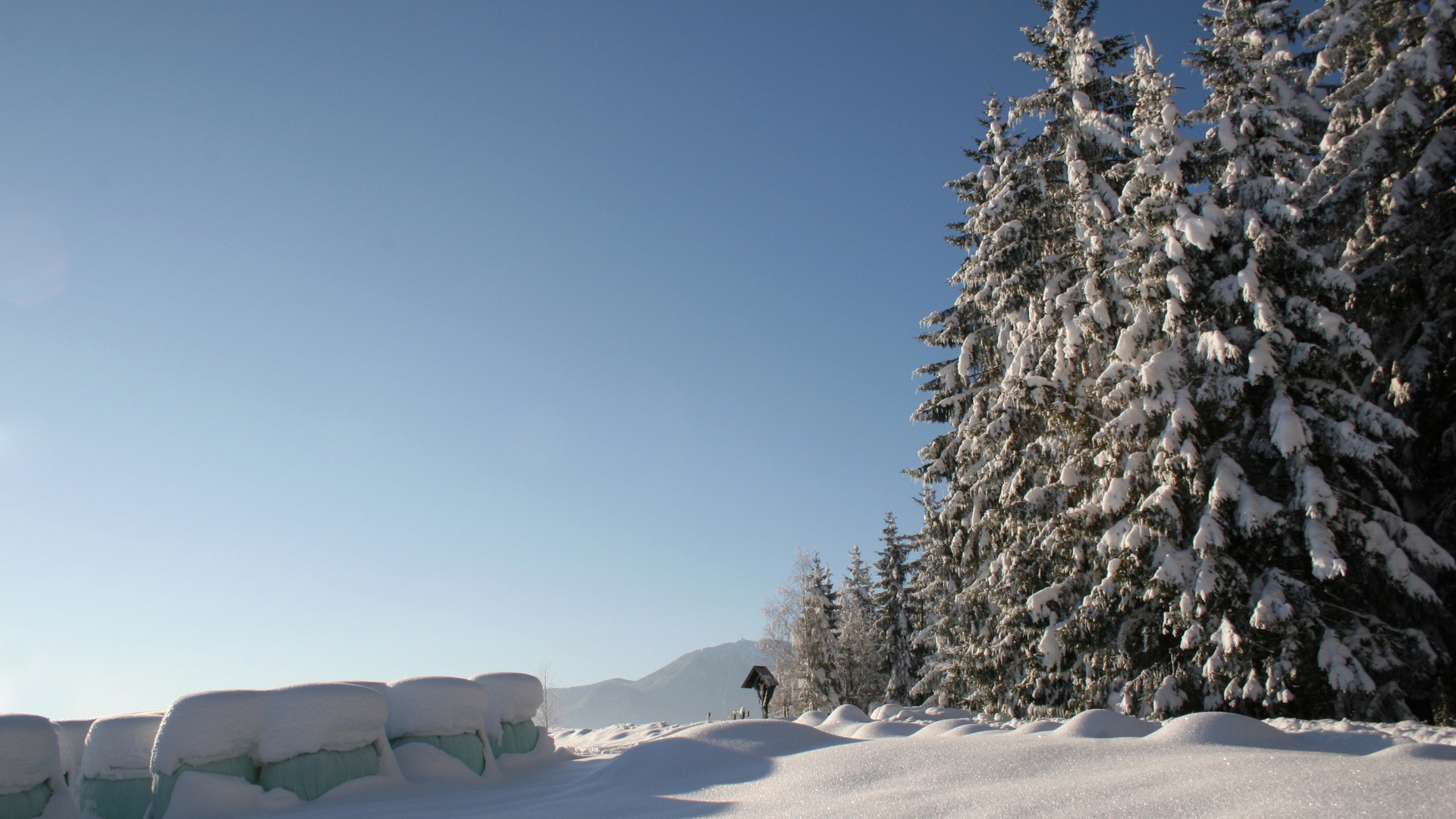 خوشگل ترین طبیعت برفی در کنار درختان کاج در یک نمای Full HD