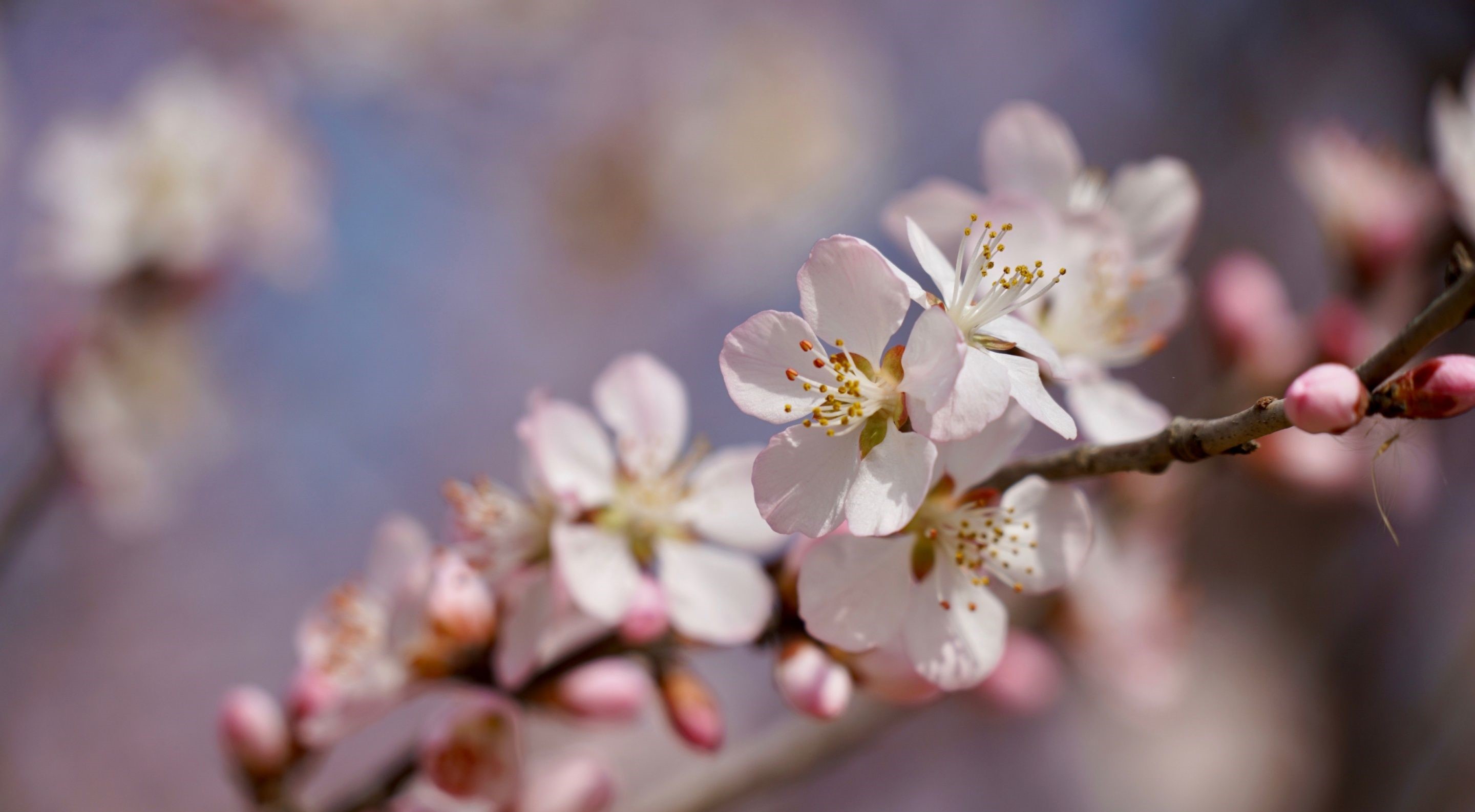 دانلود عکس بسیار زیبا از شکوفه های طبیعی درخت هلو 