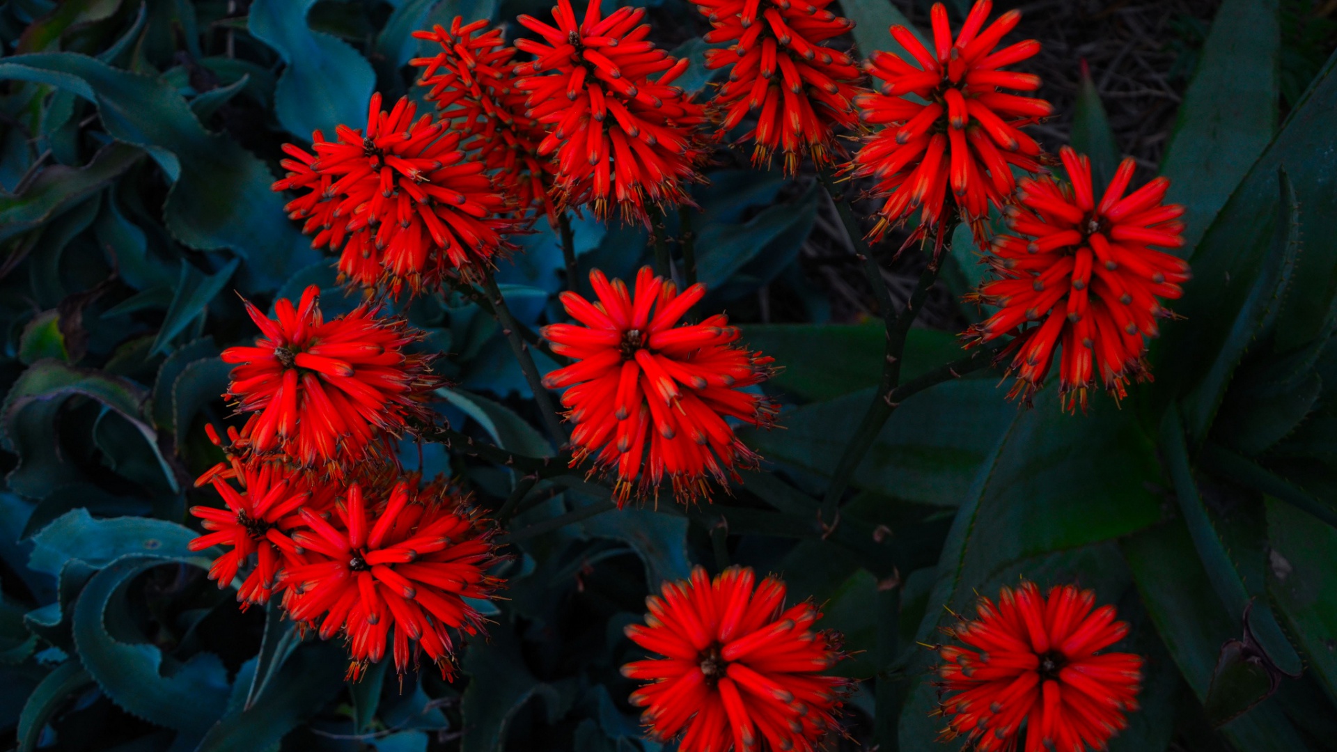 والپیپر حیرت انگیز و زیبا از گل های قرمز رنگ 
