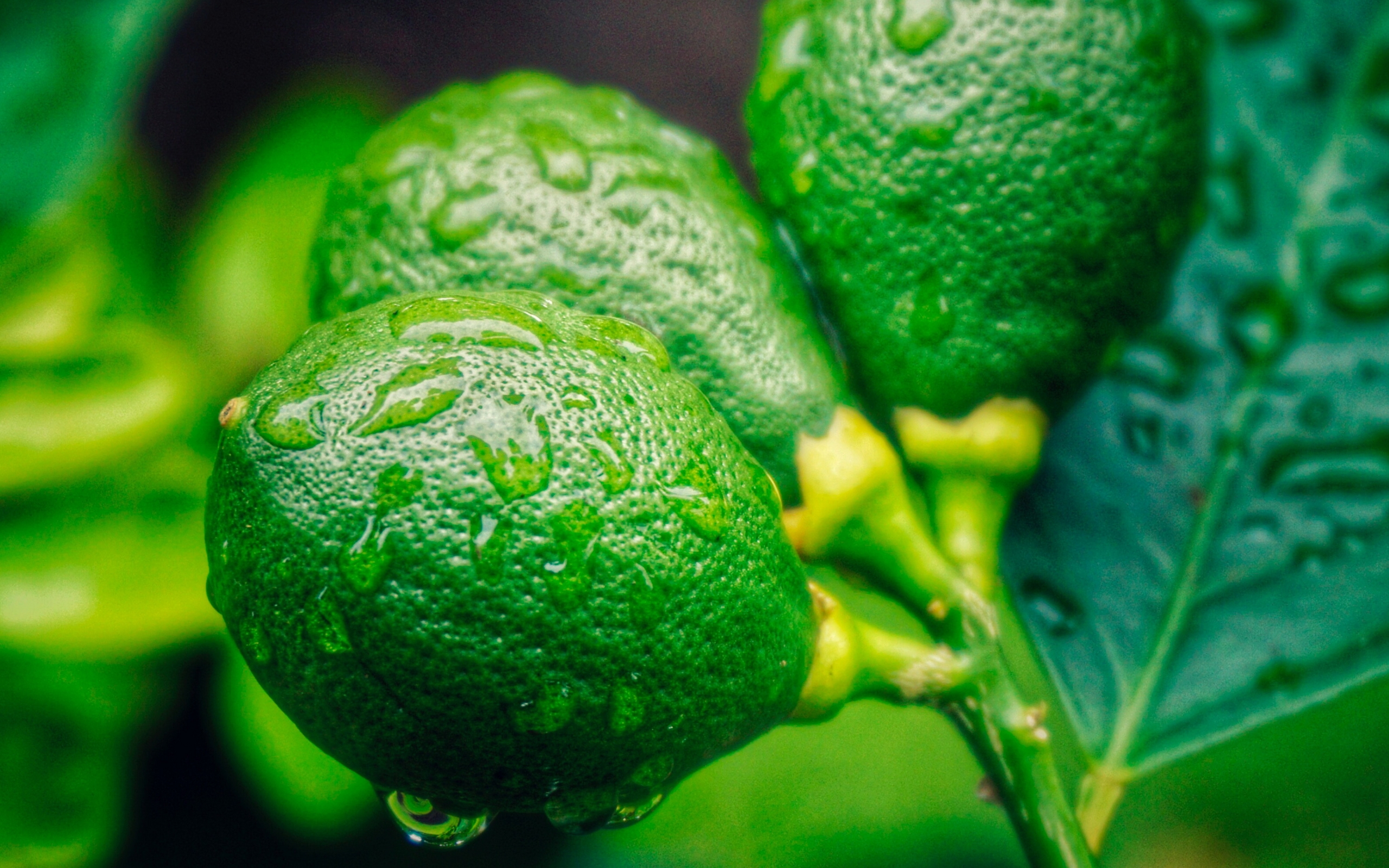 تصویری دلنشین از لیمو های نرسیده و قطرات باران بر رویشان با کیفیت 4K