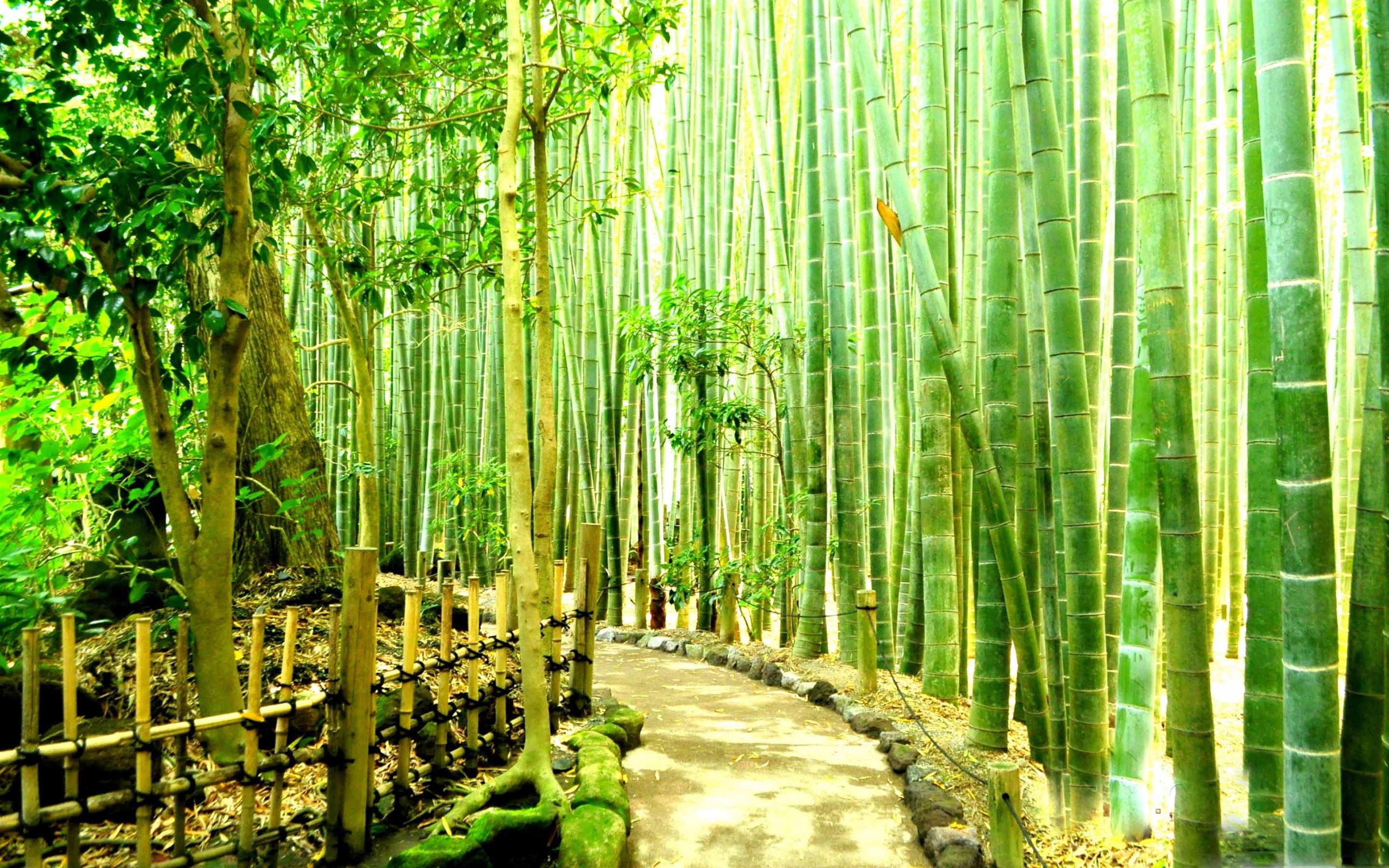 عکس زمینه جاده پیاده روی میان درخت های انبوه بامبو در چین 