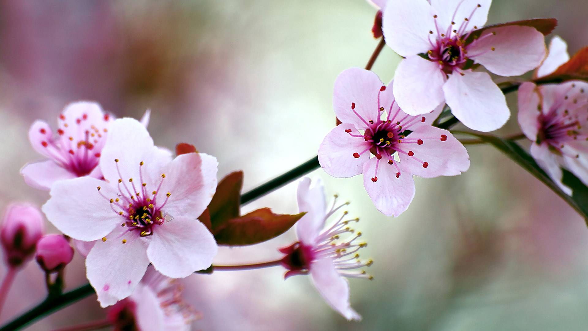 عکس با کیفیت از شکوفه های صورتی بهاری برای تصویر زمینه 