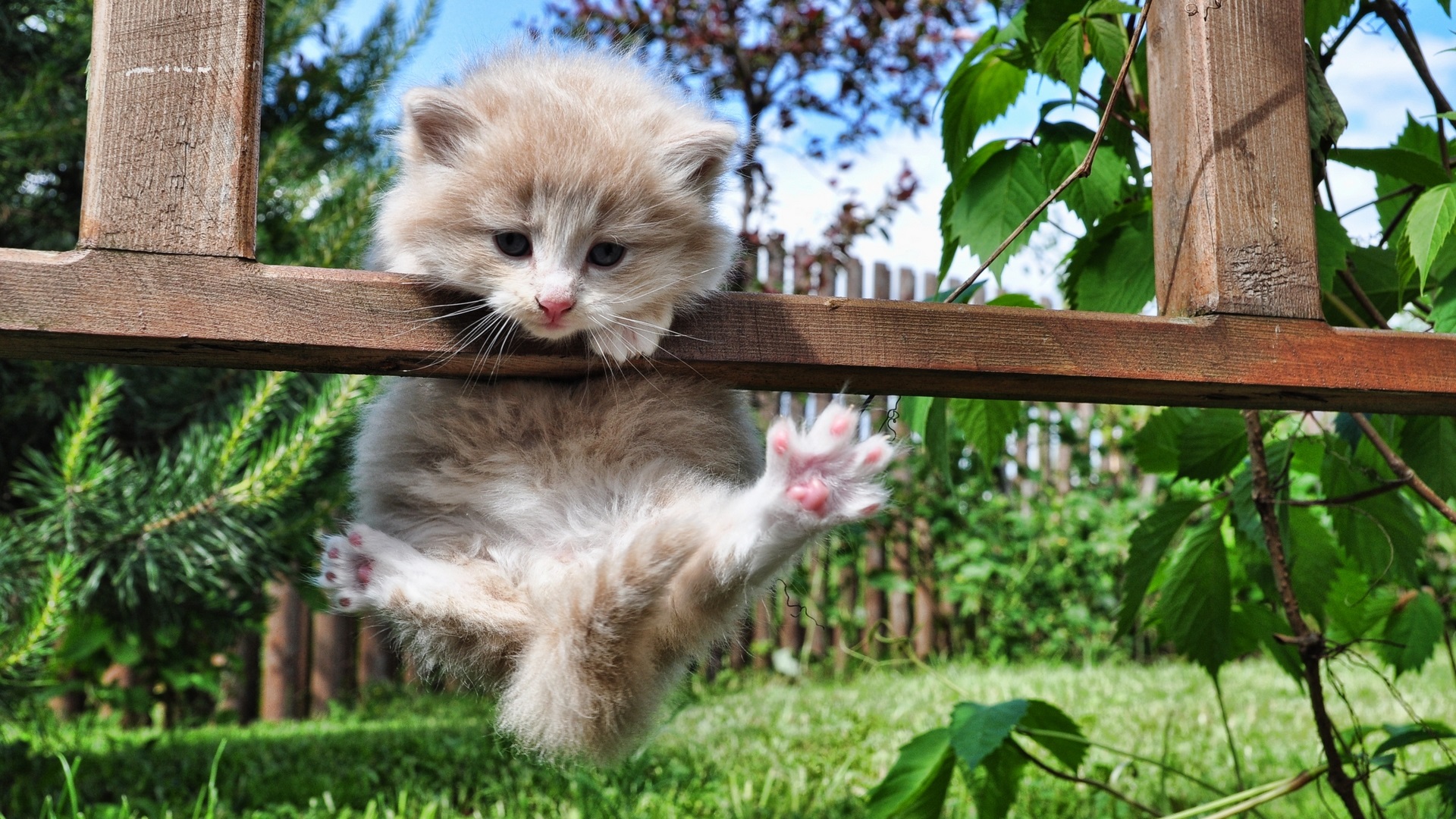 عکس گوگولی و بامزه برای استوری از بچه گربه ی کیوتچه
