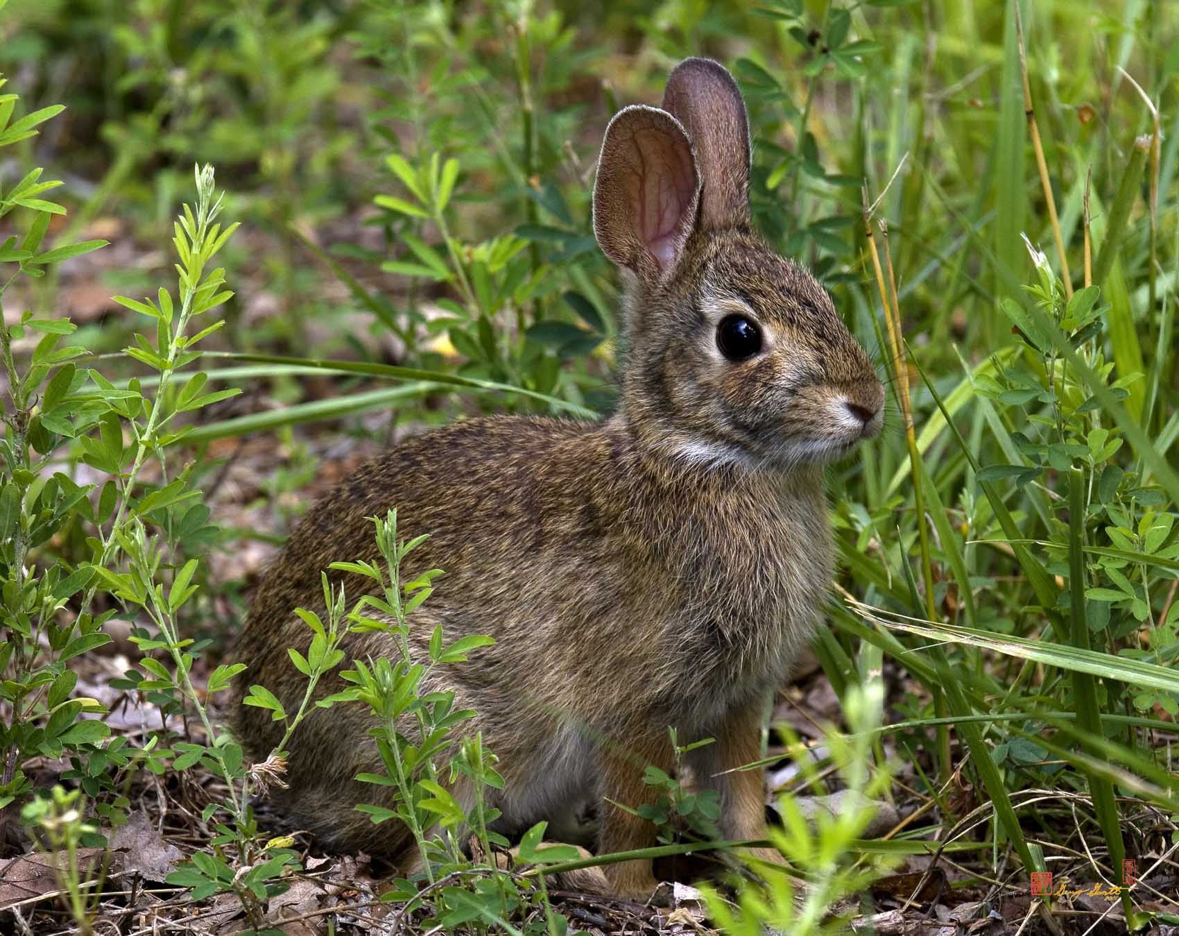 تصویر خرگوش زیبا در طبیعت مناسب صفحه کامپیوتر 