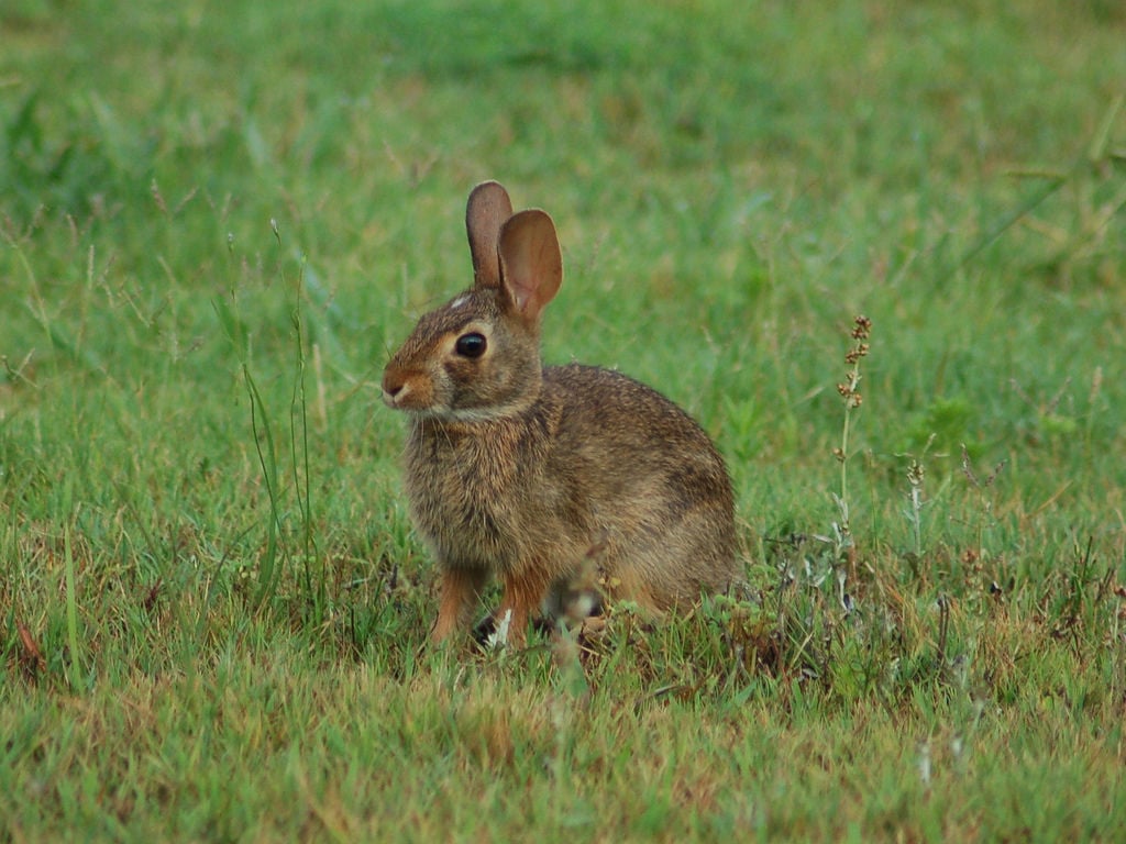 عکس پس زمینه فوق العاده خرگوش وحشی در میان چمن زار 