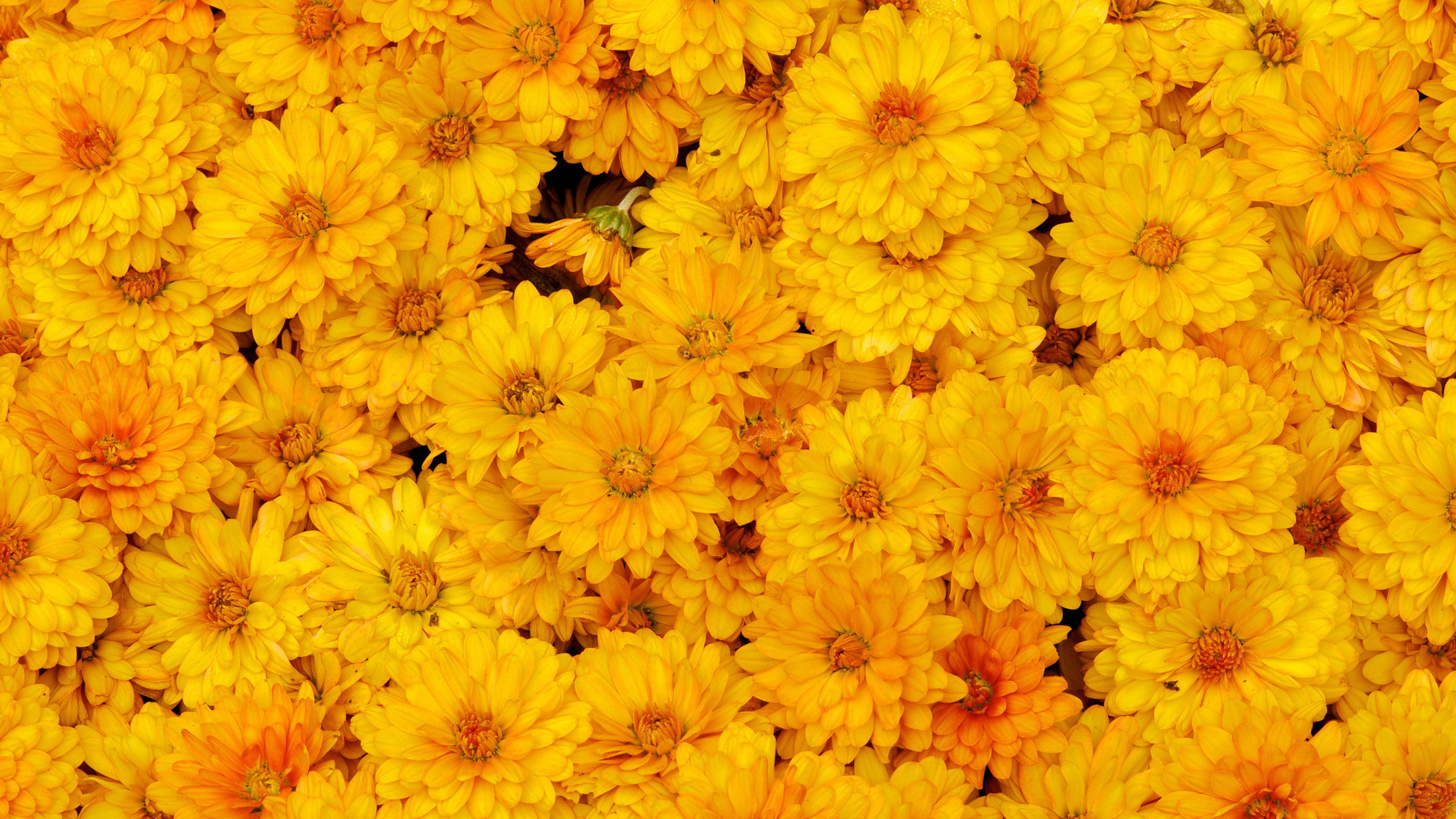 والپیپر فوق العاده قشنگ از گل های زرد و زیبا 