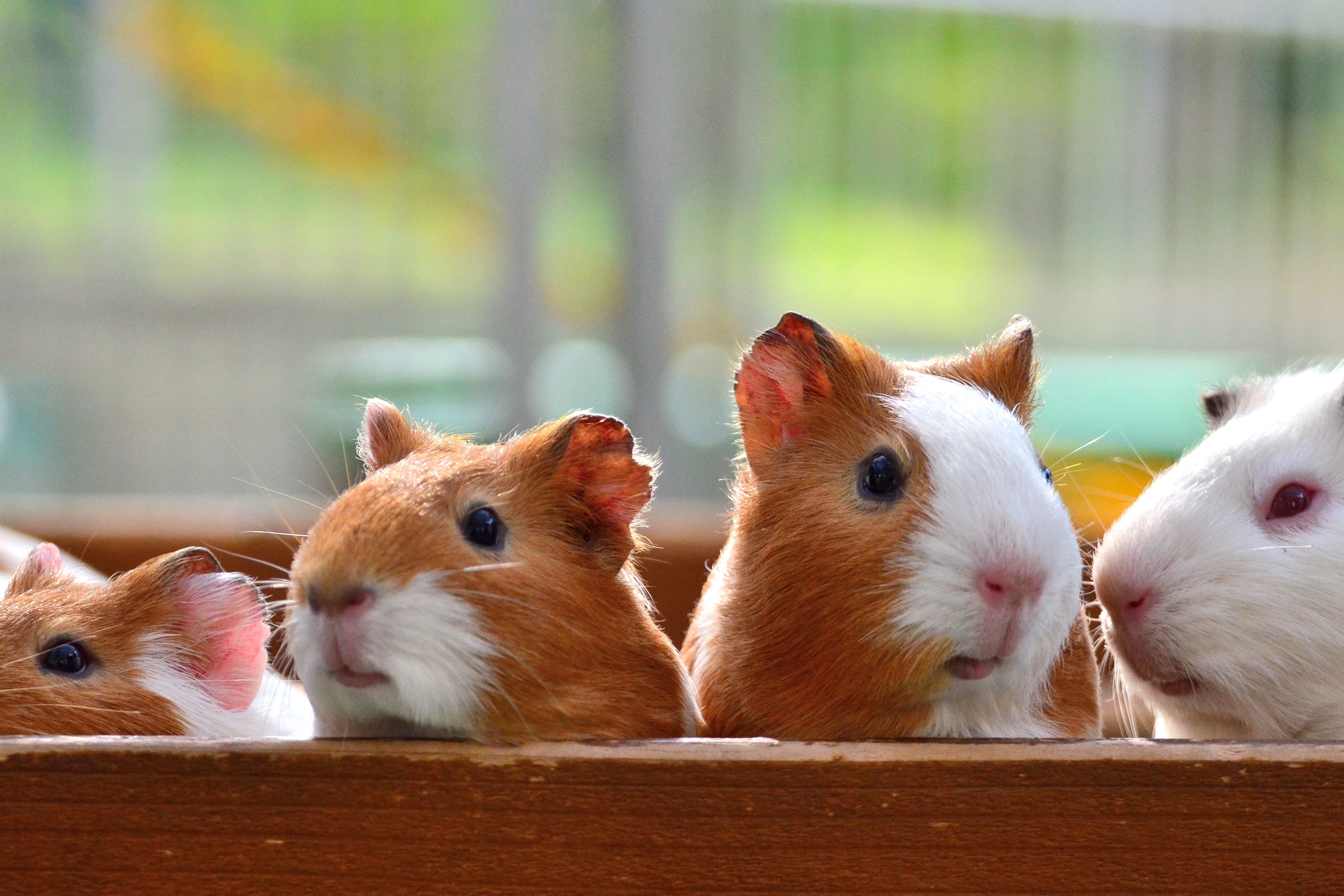  دانلود تصویر بسیار زیبا و جالب از خوکچه های قشنگ 