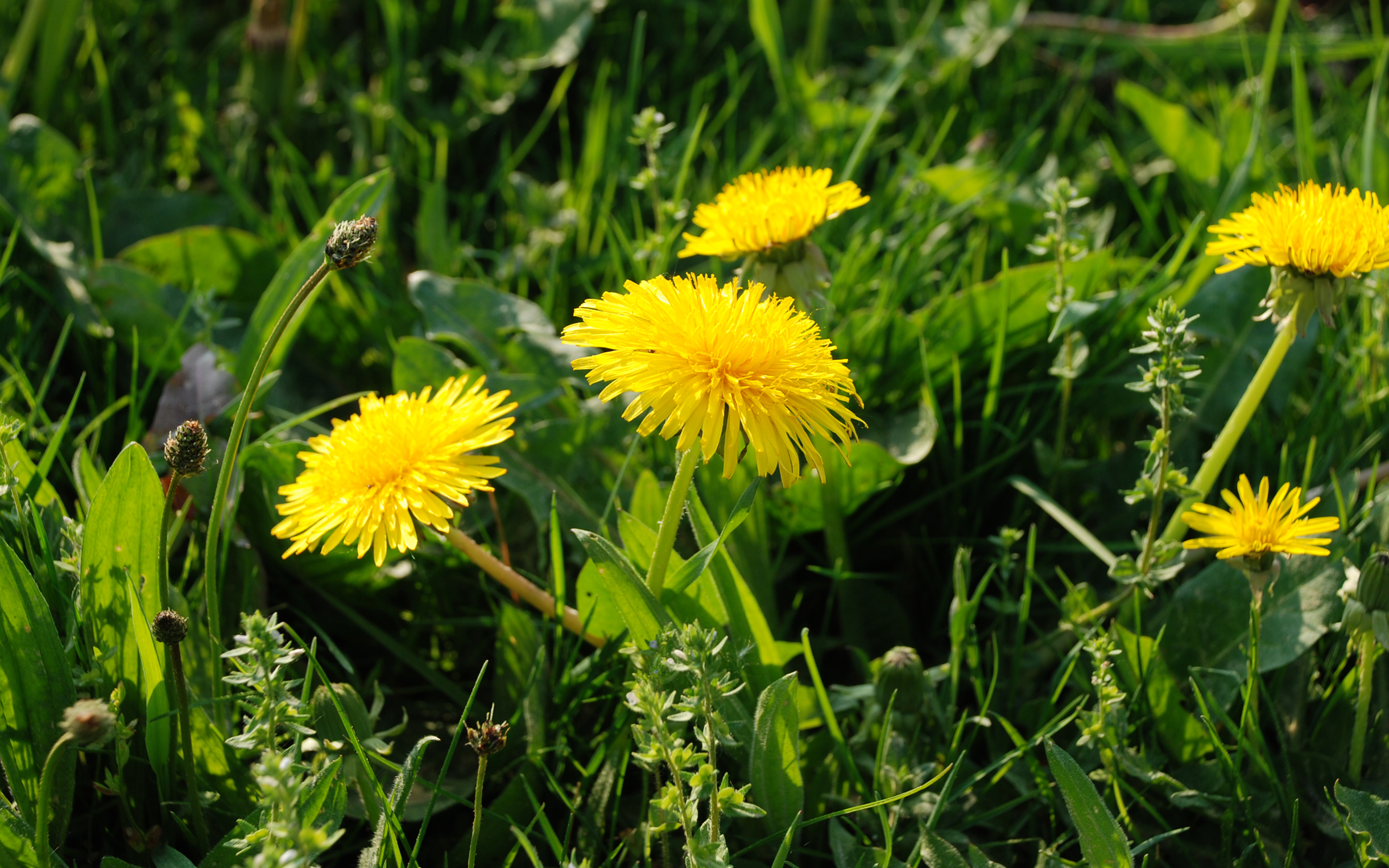 عکس استوک گل های زرد رنگ در دامان طبیعت با کیفیت HD