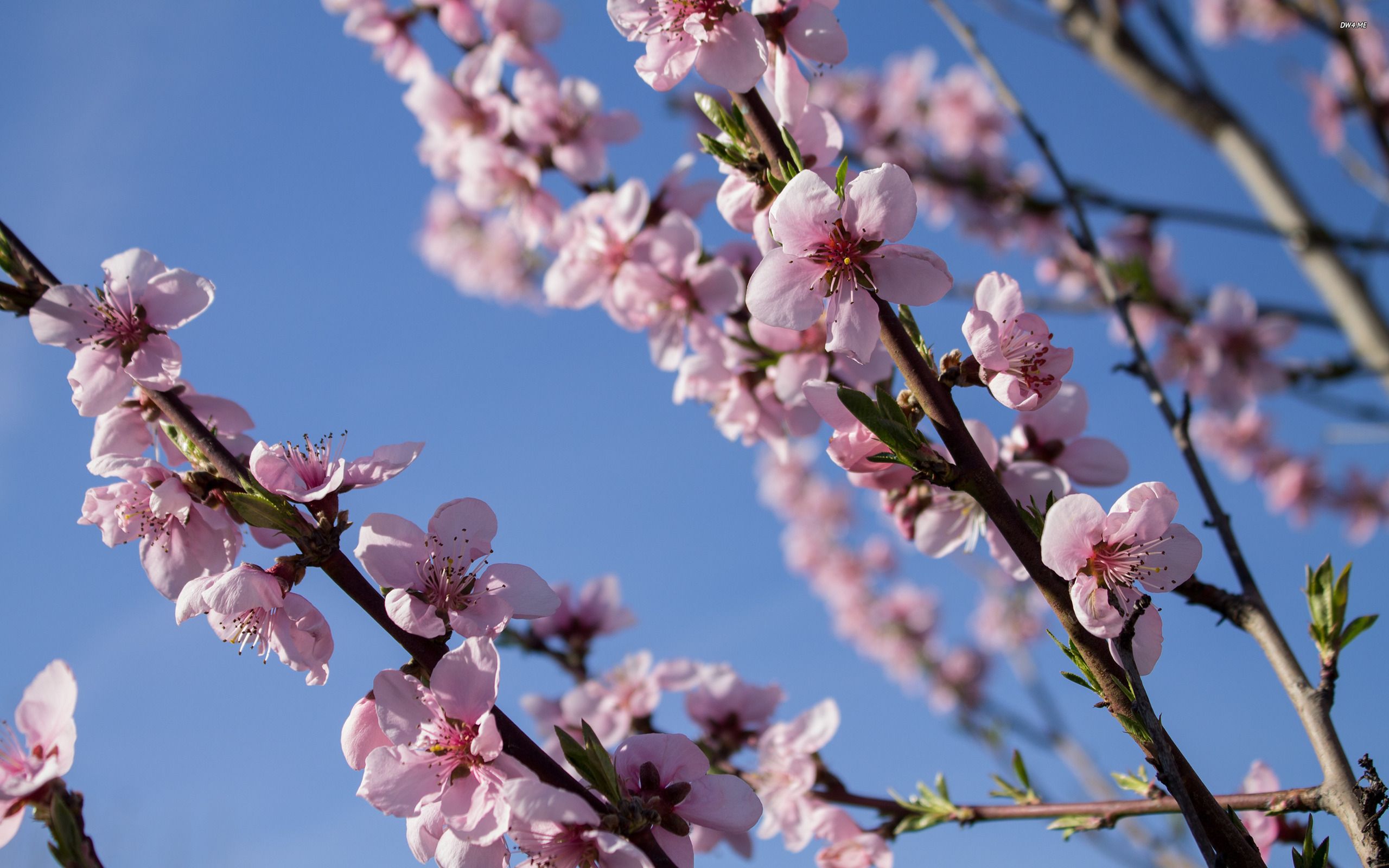 عکس استوک و بسیار زیبا از شکوفه های قشنگ با کیفیت بالا