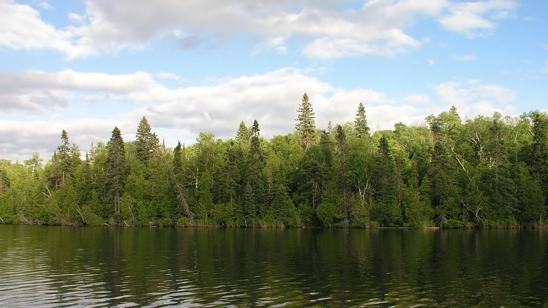 تصویر با کیفیت از درختان کاج و دریاچه و آسمان پاک و آبی 