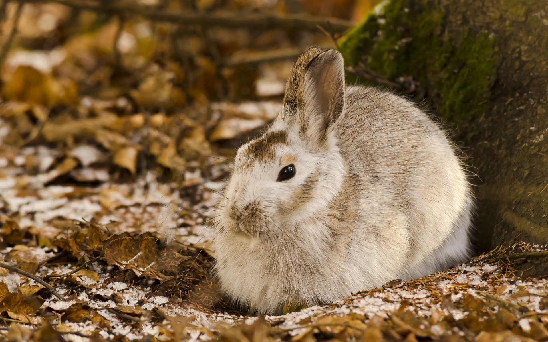 نمایی جالب از خرگوش وحشی cute و نمکی در حیات وحش 