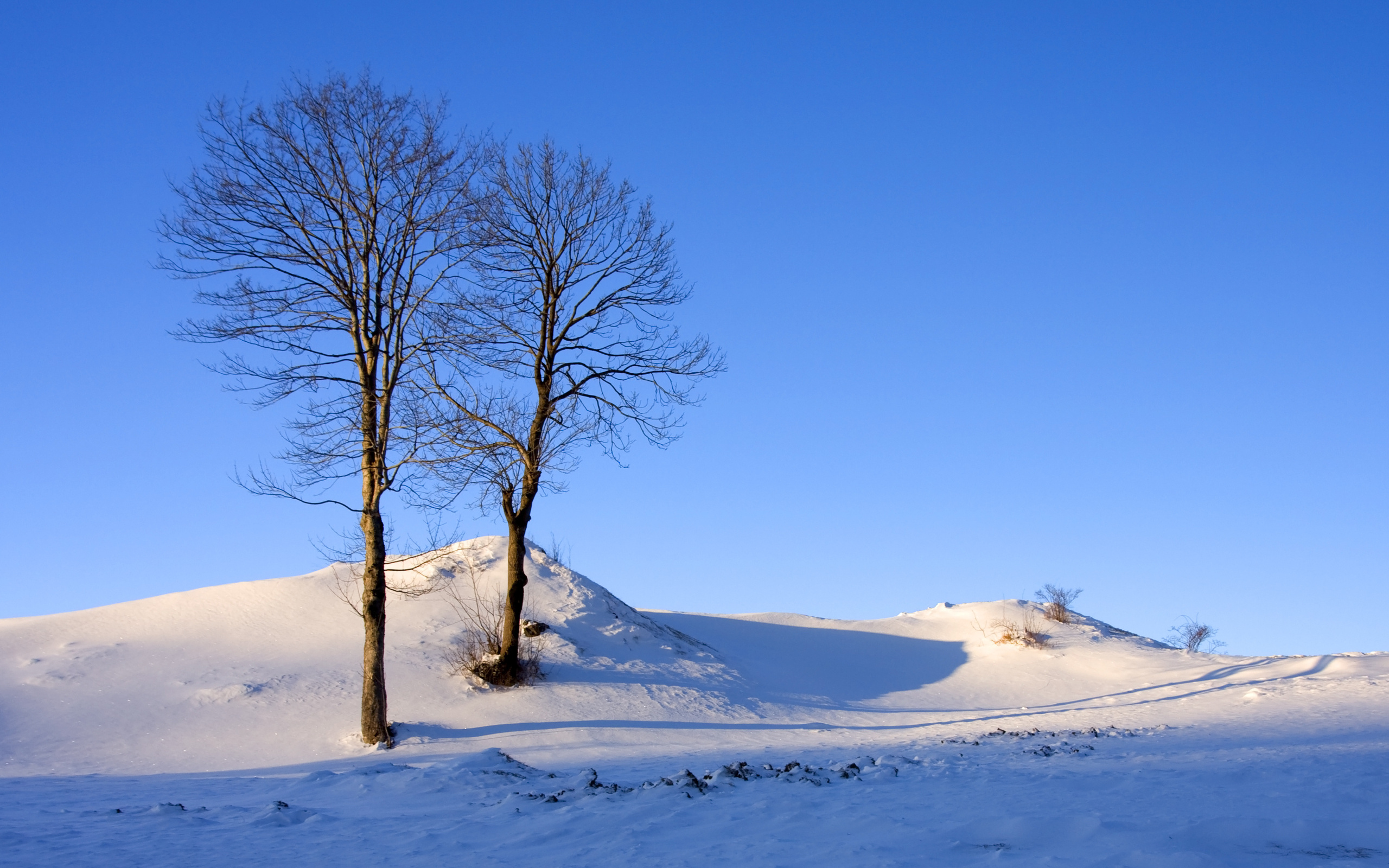 تصویر از طبیعت برفی و آسمان آبی با دو درخت بدون برگ و بار 