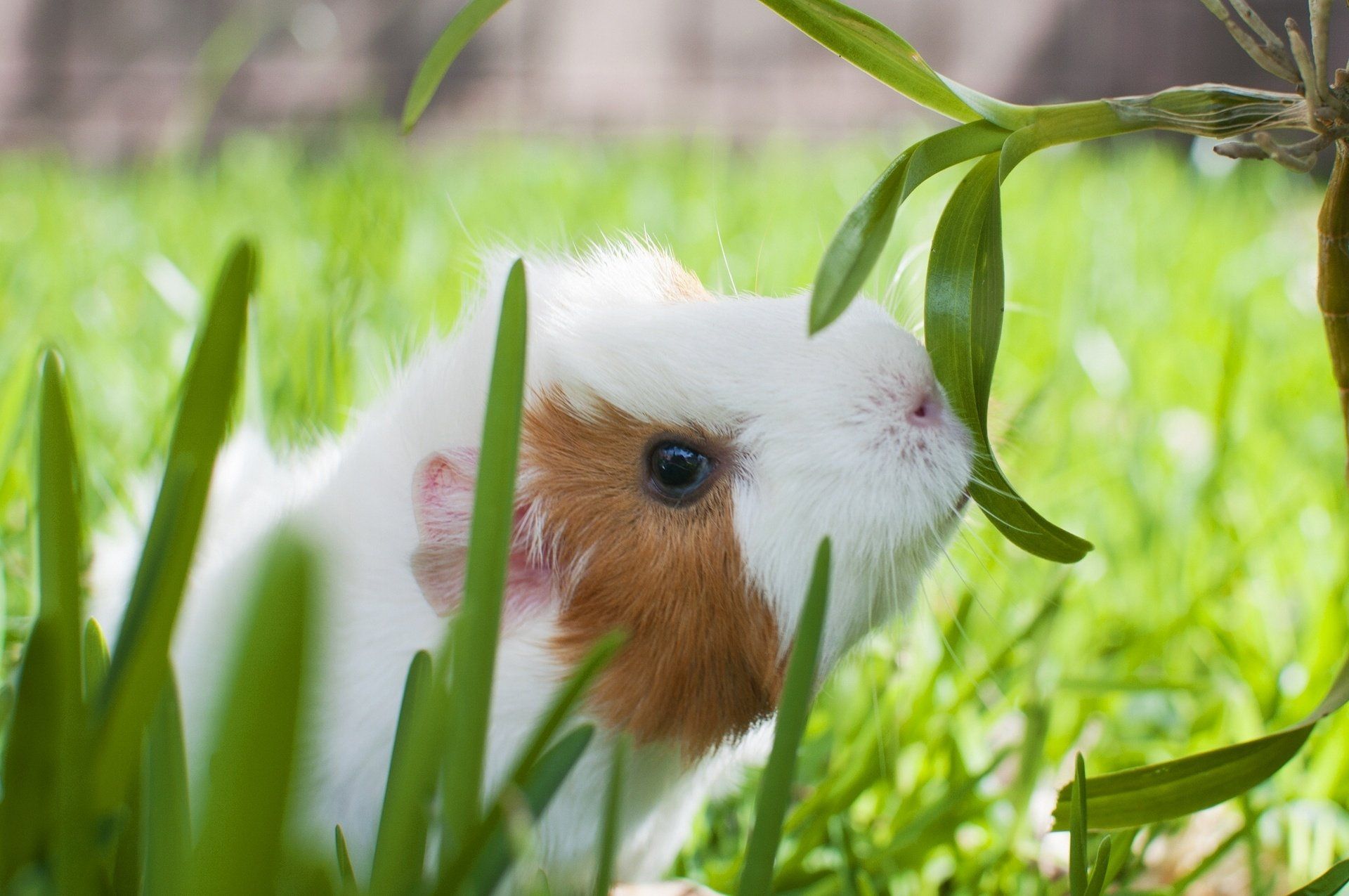 دانلود عکس فوق العاده زیبا از خوکچه هندی کوچولو 