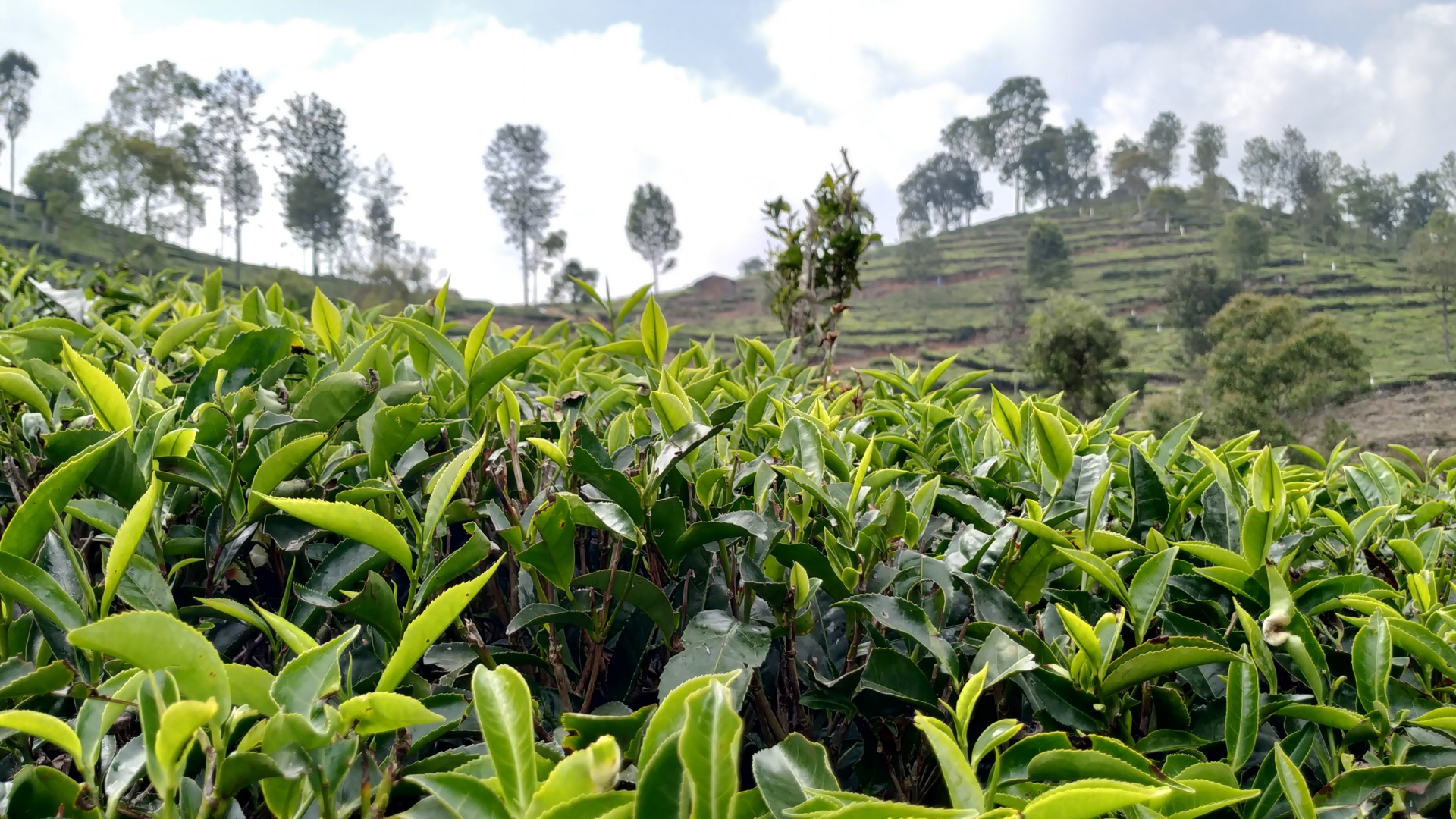 پرنشاط ترین عکس پروفایل مزرعه چای با برگ های سبز با کیفیت 8K