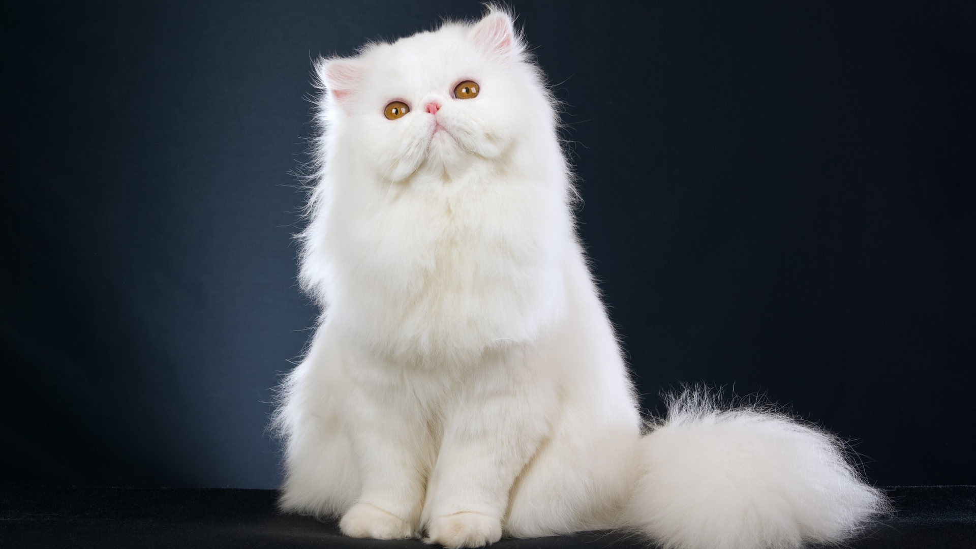 والپیپر دلنشین و کیوت از گربه سفید پشمالوو گوگولی 