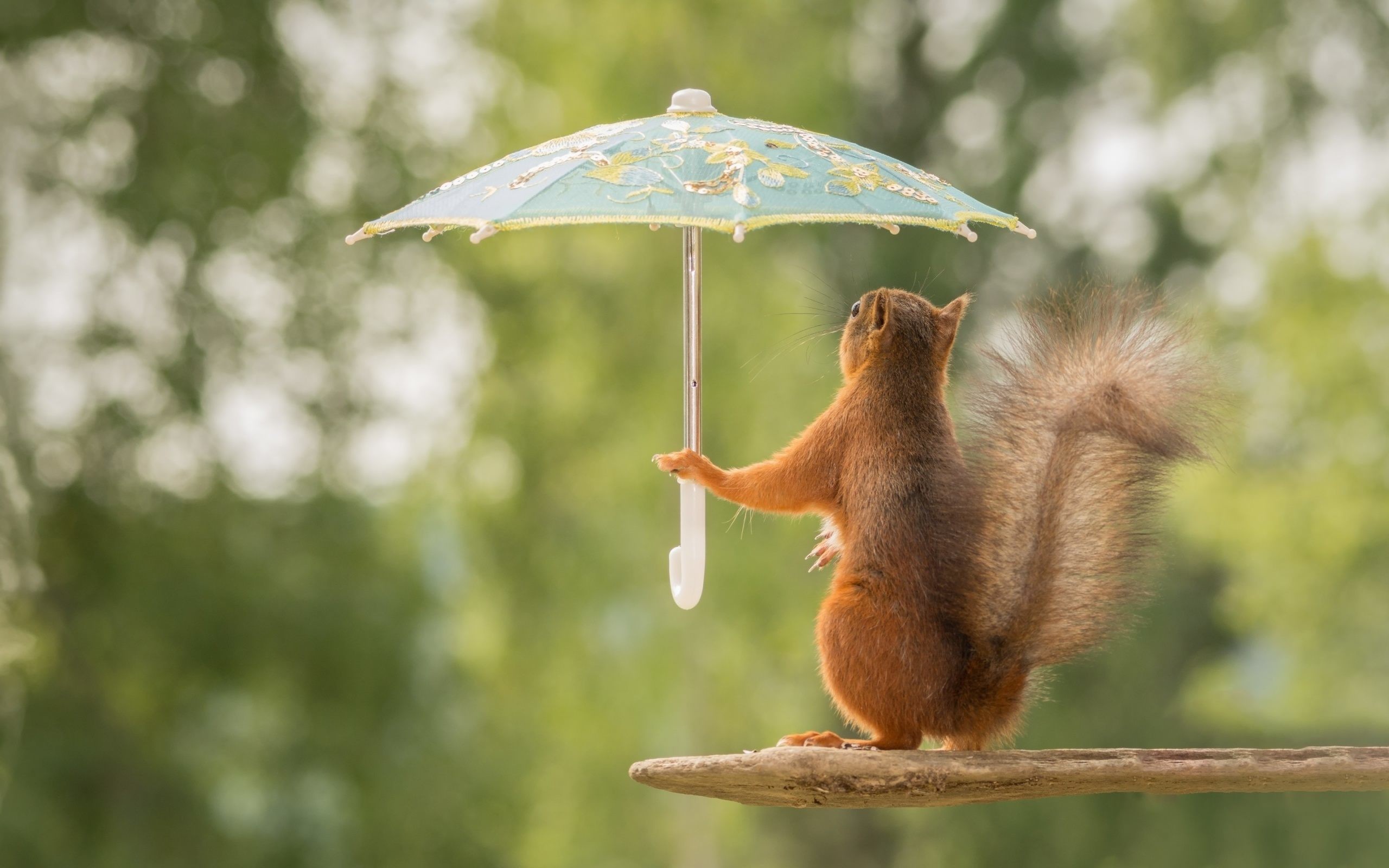 دانلود والپیپر بسیار زیبا و کیوت از سنجاب زیبا زیر بارون با چتر کوچولو
