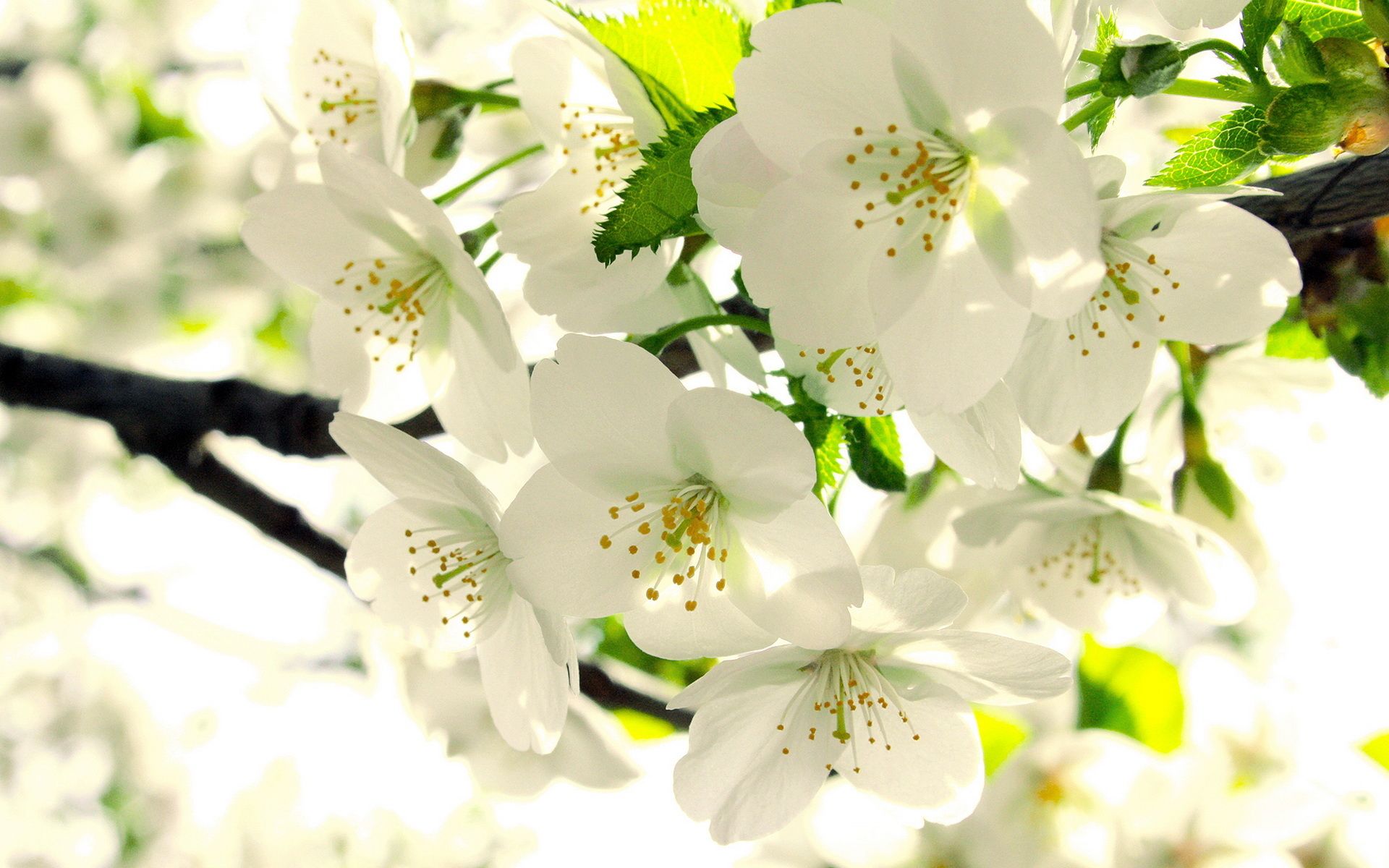 تصویری زیبنده از شکوفه های پر شگفت سیب برای استوری 