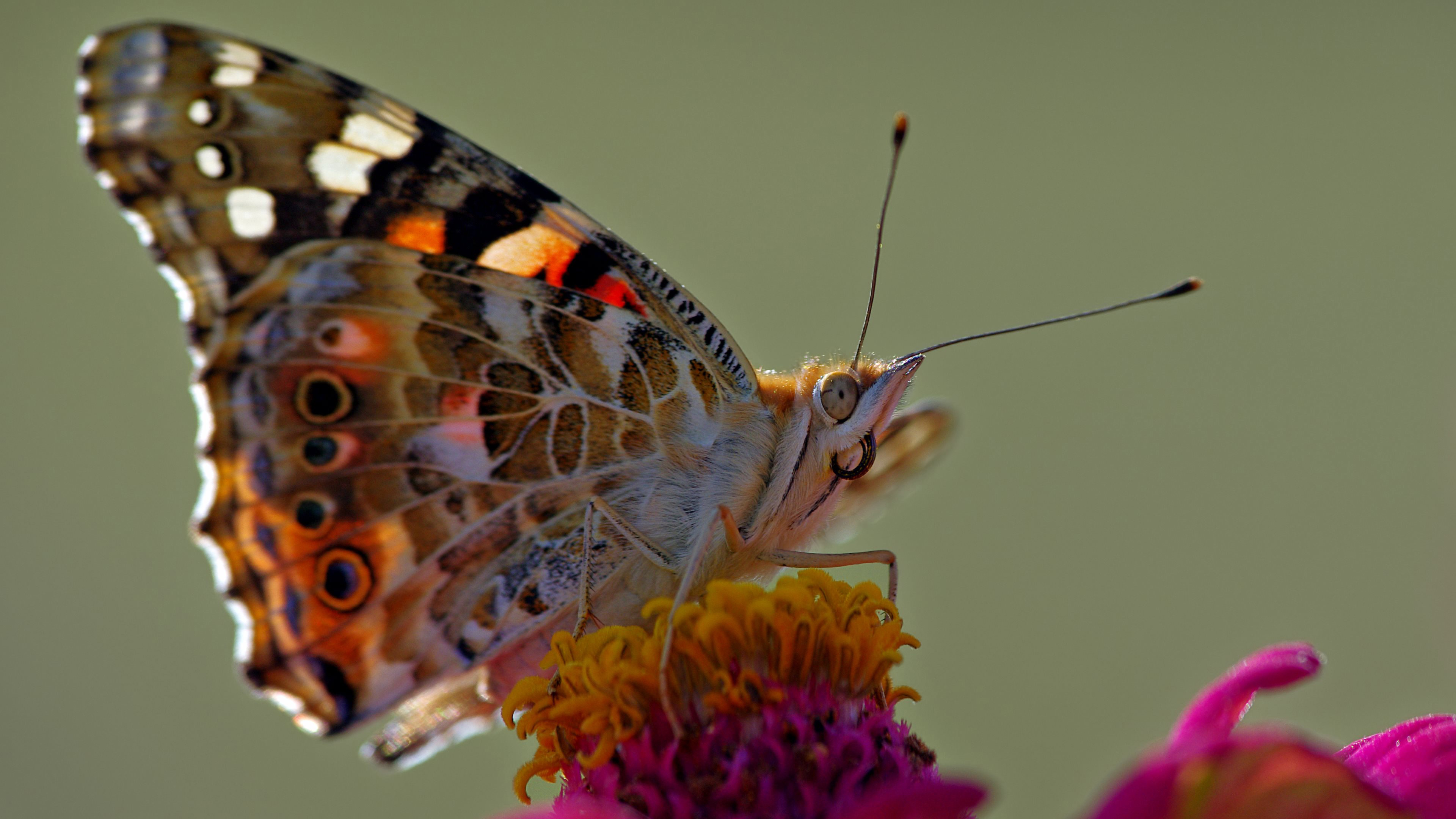 دانلود عکس فوق العاده قشنگ از پروانه بسیار زیبا 