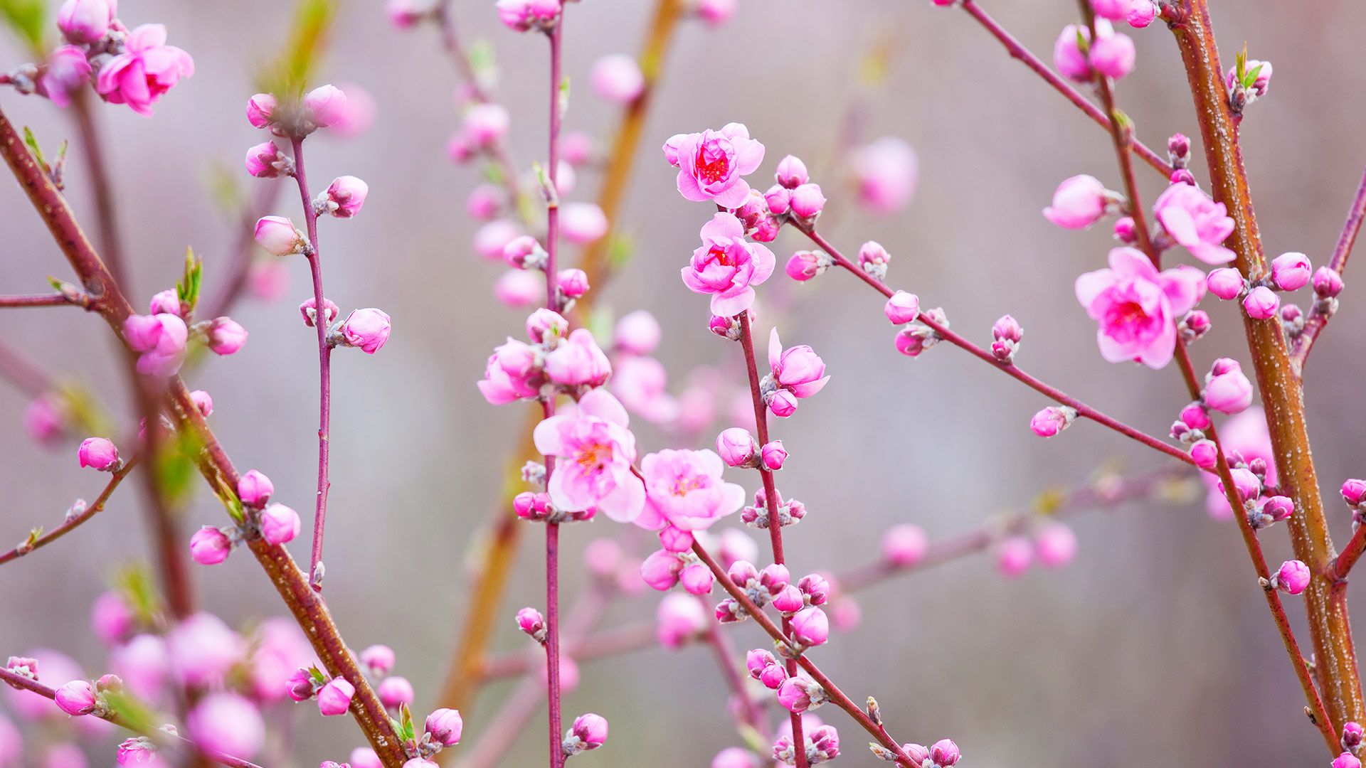 والپیپر فوق العاده زیبا از شکوفه های صورتی درخت هلو