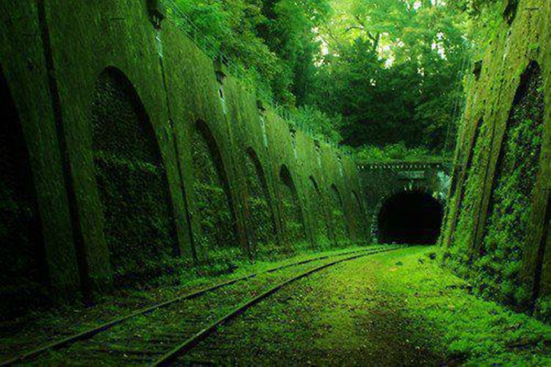 تصویر زمینه ترسناک و هولناک از تونل جنگلی و متروکه