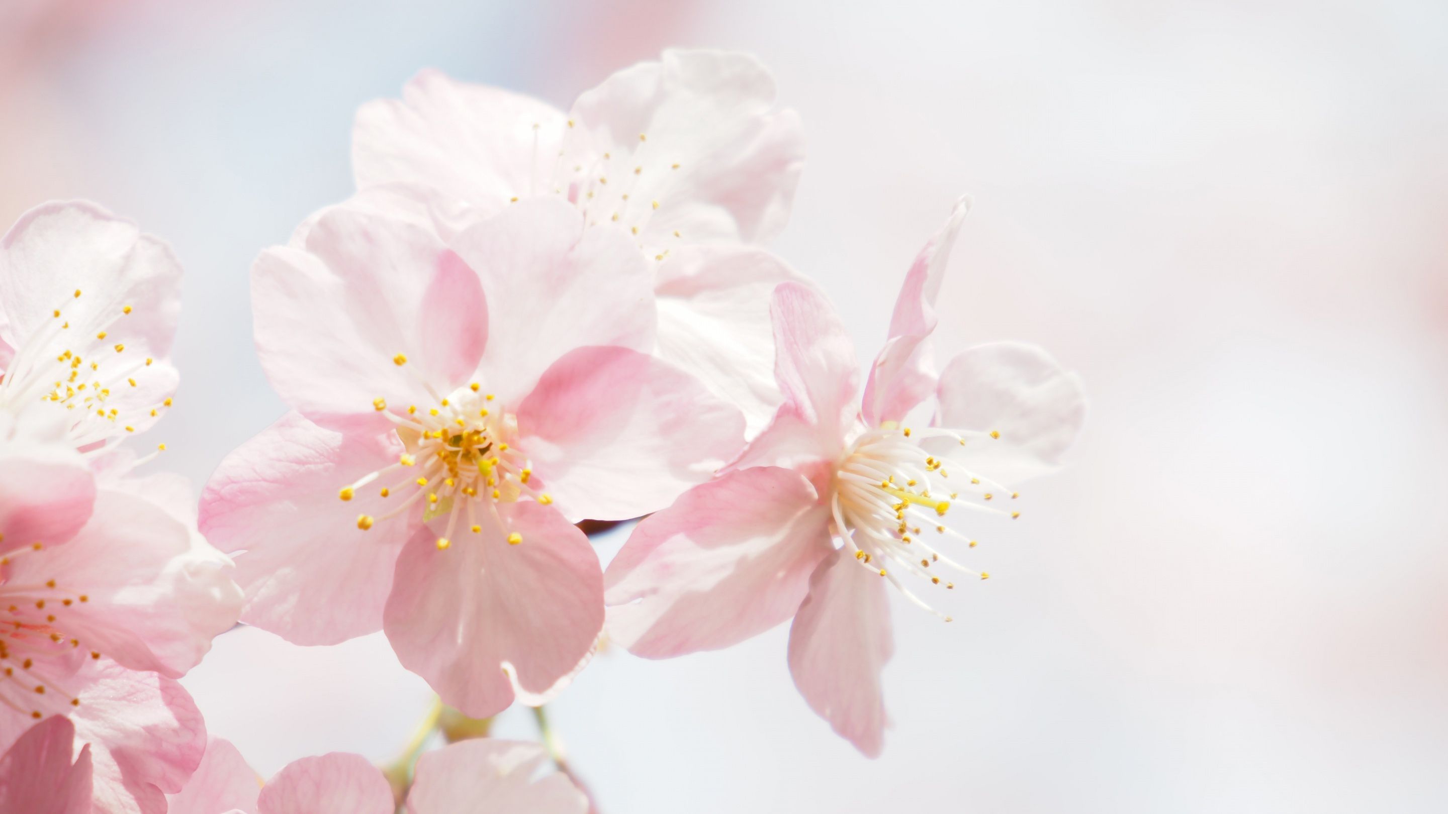 عکس منحصر به فرد جذاب از شکوفه های سفید با کیفیت خیلی خوب 