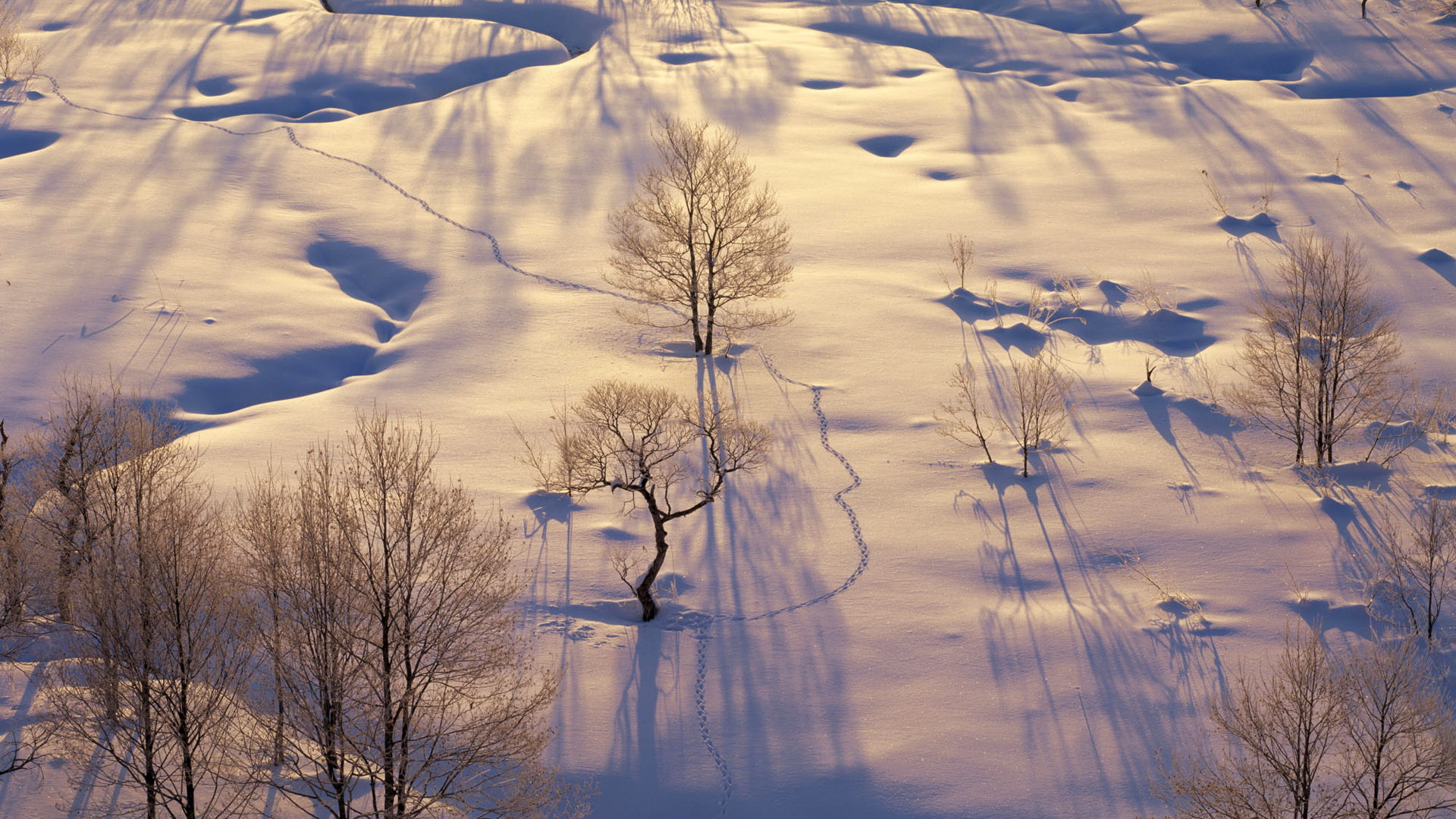 تصویر زمستانی از زمین پوشیده از برف در آفتاب برای وضعیت واتساپ