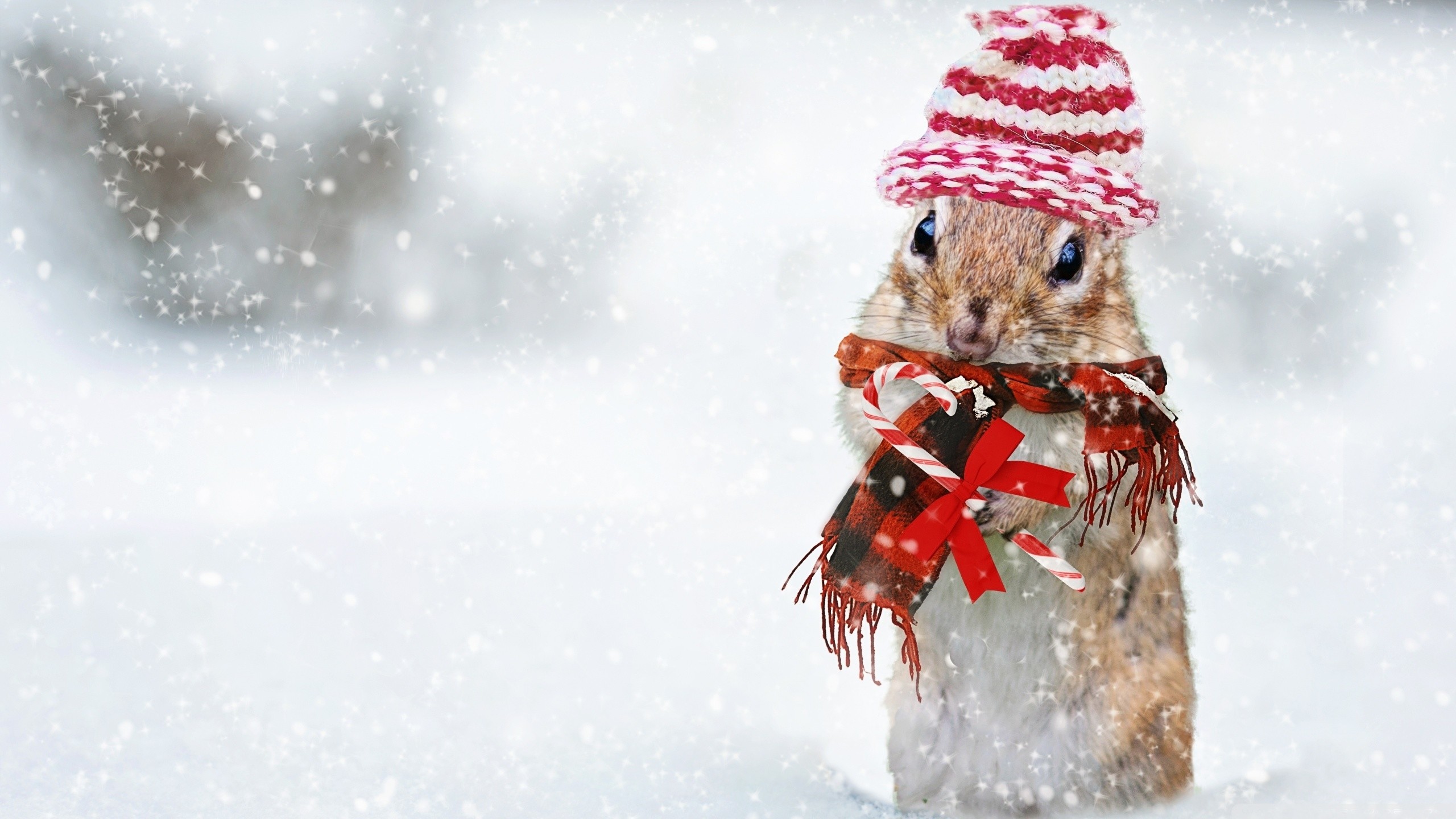 والپیپر فوق العاده قشنگ از سنجاب زیبا در زمستان با کلاه و شال قرمز