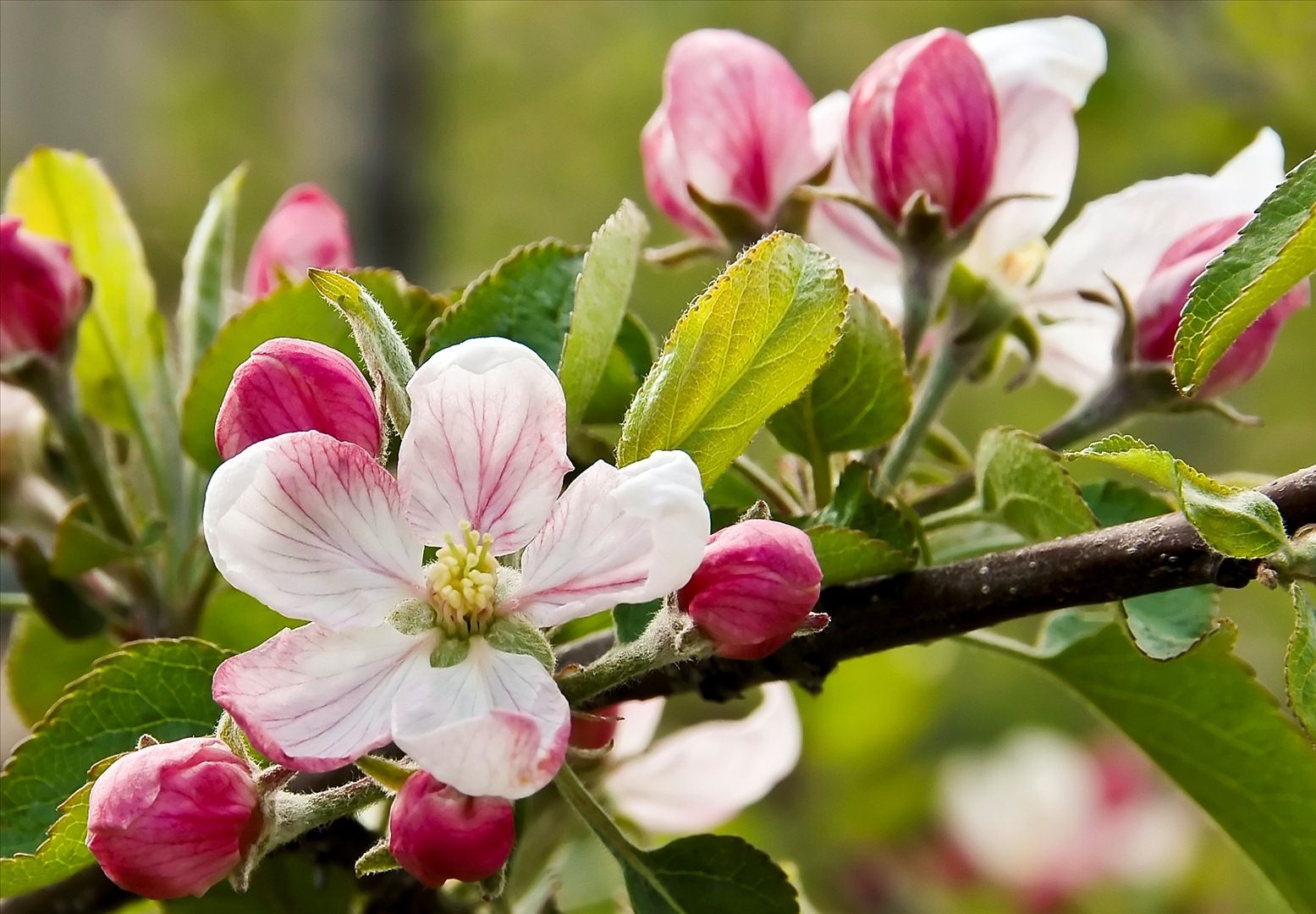 عکس پروفایل از غنچه های صورتی سیب و شکوفه های سفید با هاله سرخ رنگ