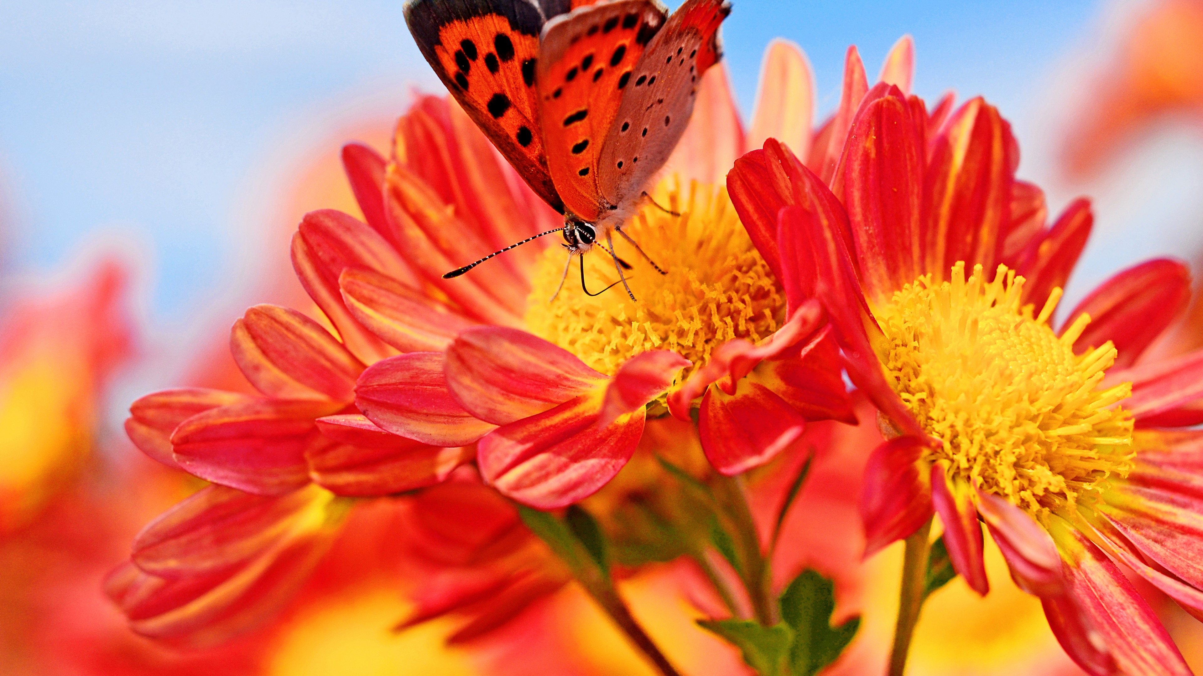 تصویر بینظیر و دلنشین از پروانه ی نارنجی روی گل های خوشرنگ