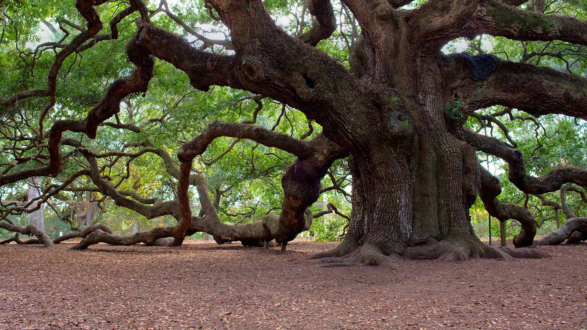 دانلود تصویر بسیار جالب از درخت پیر صد ساله با کیفیت عالی 