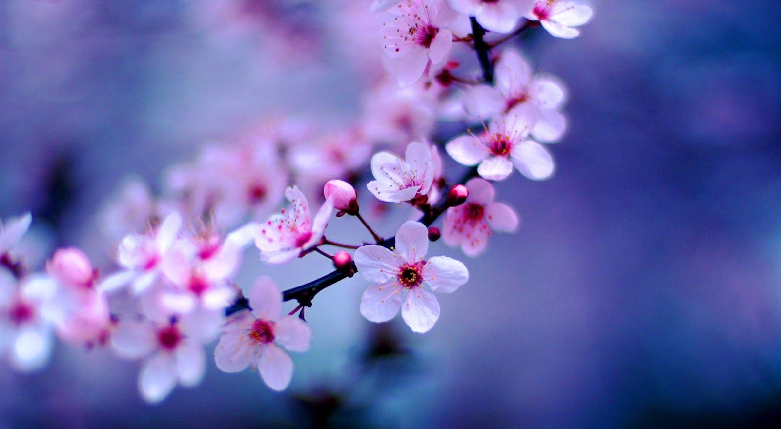دانلود عکس بسیار زیبا از شکوفه های هلو با کیفیت عالی 