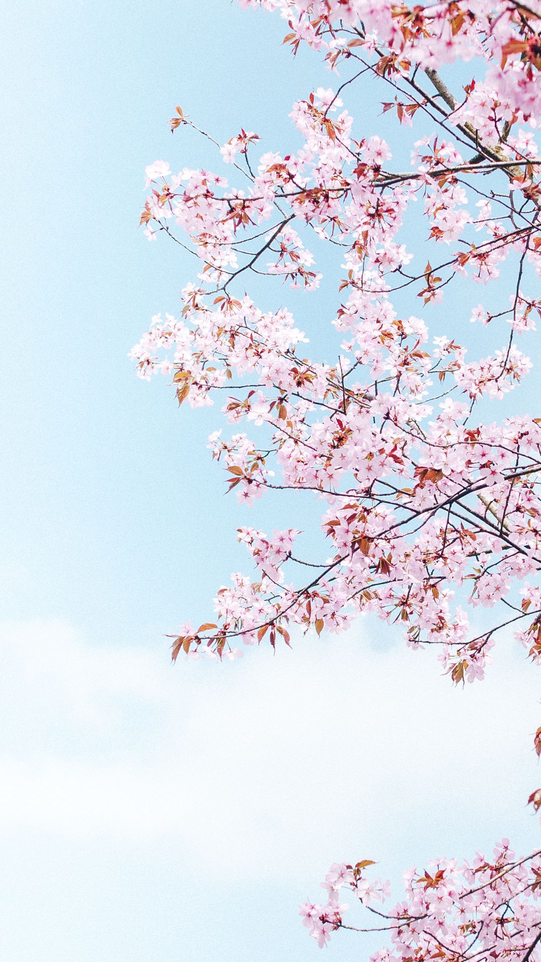عکس منحصر به فرد و دیدنی از شکوفه های قشنگ 