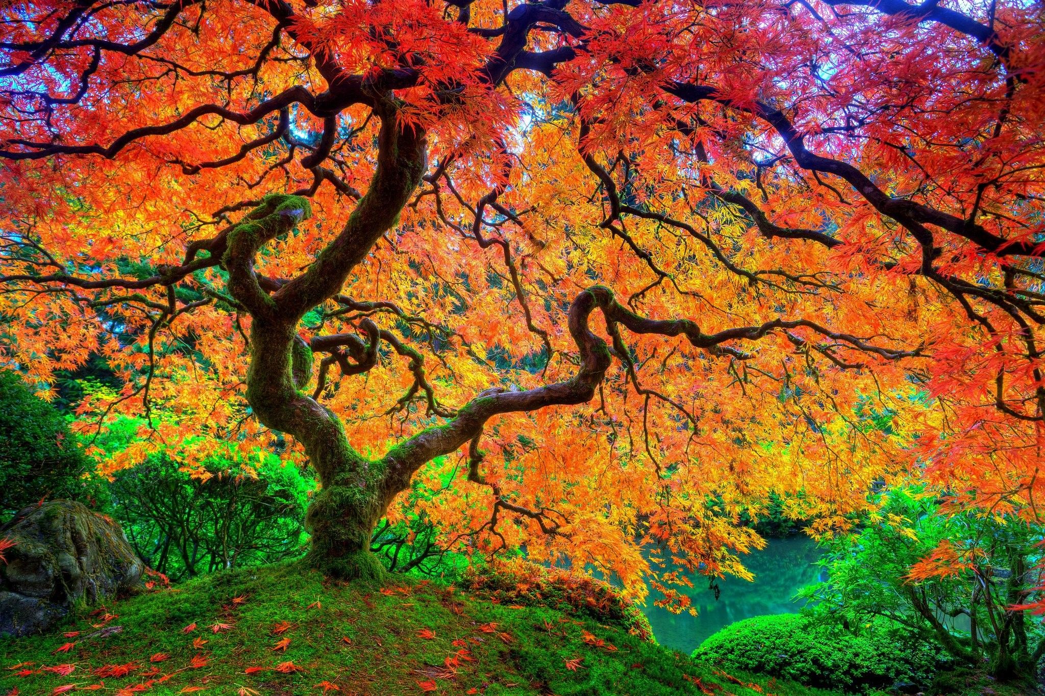 عکس زمینه درخت افرا پر شاخ و برگ نارنجی با بهترین کیفیت