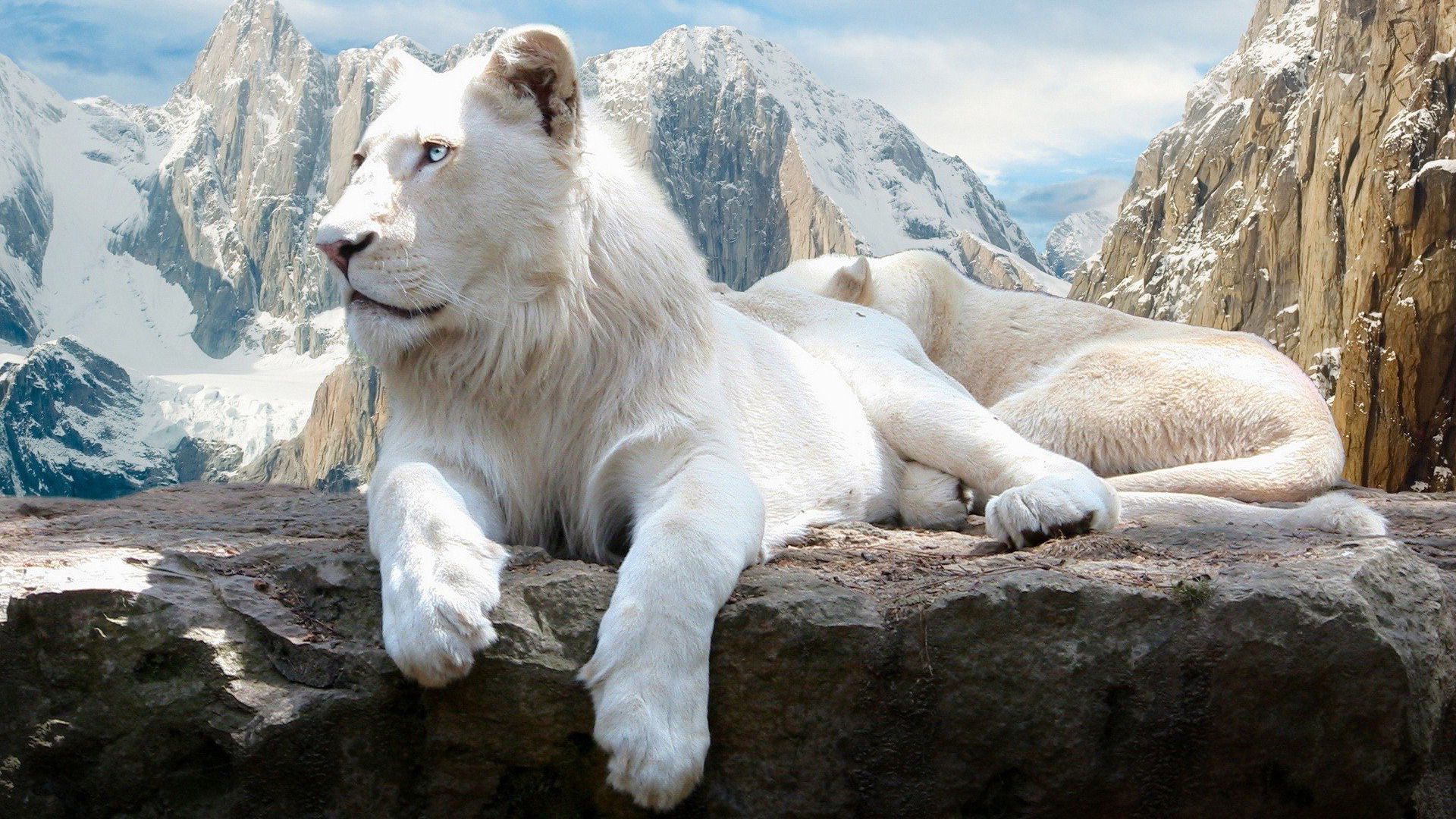 دانلود عکس شیر سفید نشسته در کوهستان برفی قطب شما و جنوب 
