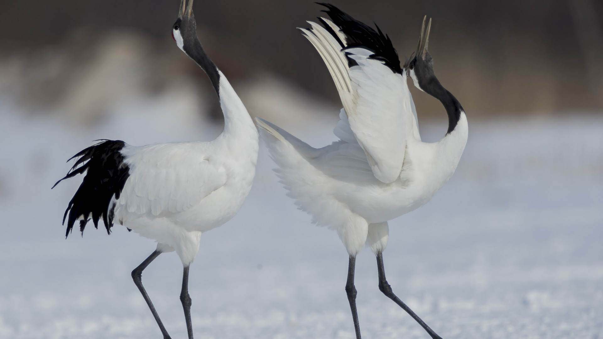 دریافت والپیپر دو پرنده زیبا و سفید در زمستان برفی