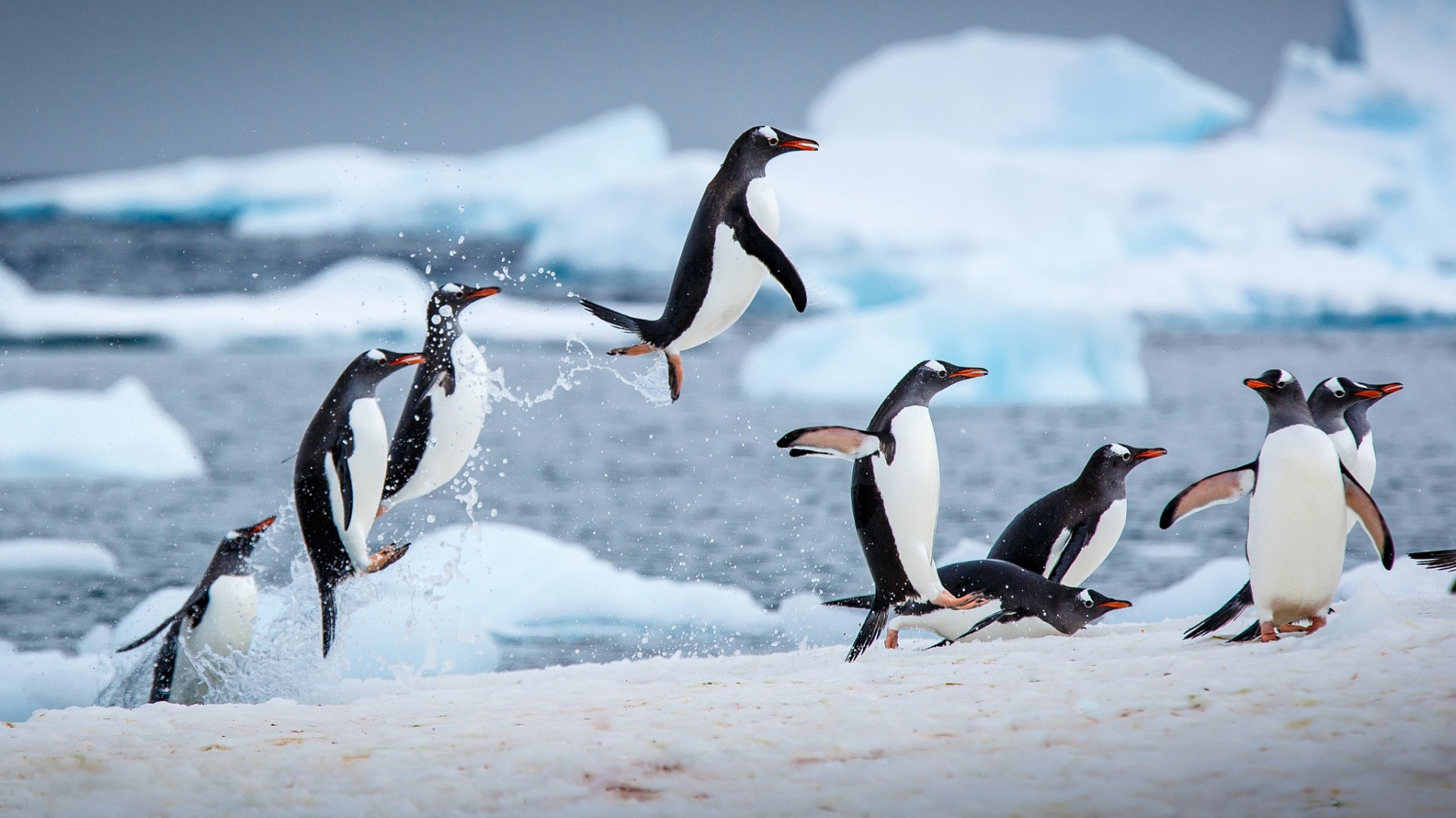 عکس پس زمینه از قطب یخی با پنگوئن های کیوت با کیفیت