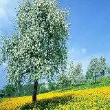 چاپ قاب موبایل و گوشی عکس طبیعت با گل های زرد و درخت هایی با شکوفه های سفید