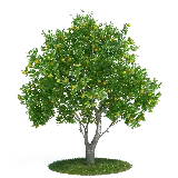 چاپ قاب موبایل و گوشی بکگراند فوق العاده زیبا از درخت لیمو با برگ های سبز و قشنگ 
