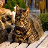 چاپ قاب موبایل و گوشی عکس گربه تپل از نژاد American Shorthair زیر نور آفتاب