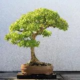 چاپ قاب موبایل و گوشی دانلود رایگان تصویر استوک بونسای افرا یا درخت فلفل 