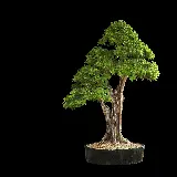 چاپ قاب موبایل و گوشی عکس زمینه درخت همیشه سبز بونسای افرا در پس زمینه سیاه 