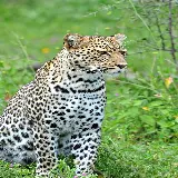 چاپ قاب موبایل و گوشی خوشگل ترین بک گراند پلنگ Leopard در چمنزار سرسبز و زیبا