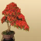 چاپ قاب موبایل و گوشی  تصویر جذاب از درخت بونسایا با برگ های قرمز و سبز زیبا 