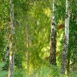 چاپ قاب موبایل و گوشی تصویر زمینه گوگولی دارکوب در جنگل تابستانی زیبا برای انواع لپ تاپ و کامپیوتر