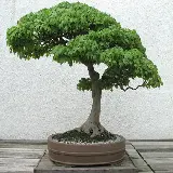 چاپ قاب موبایل و گوشی والپیپر بونسای افرا با برگ های سبز محشر 